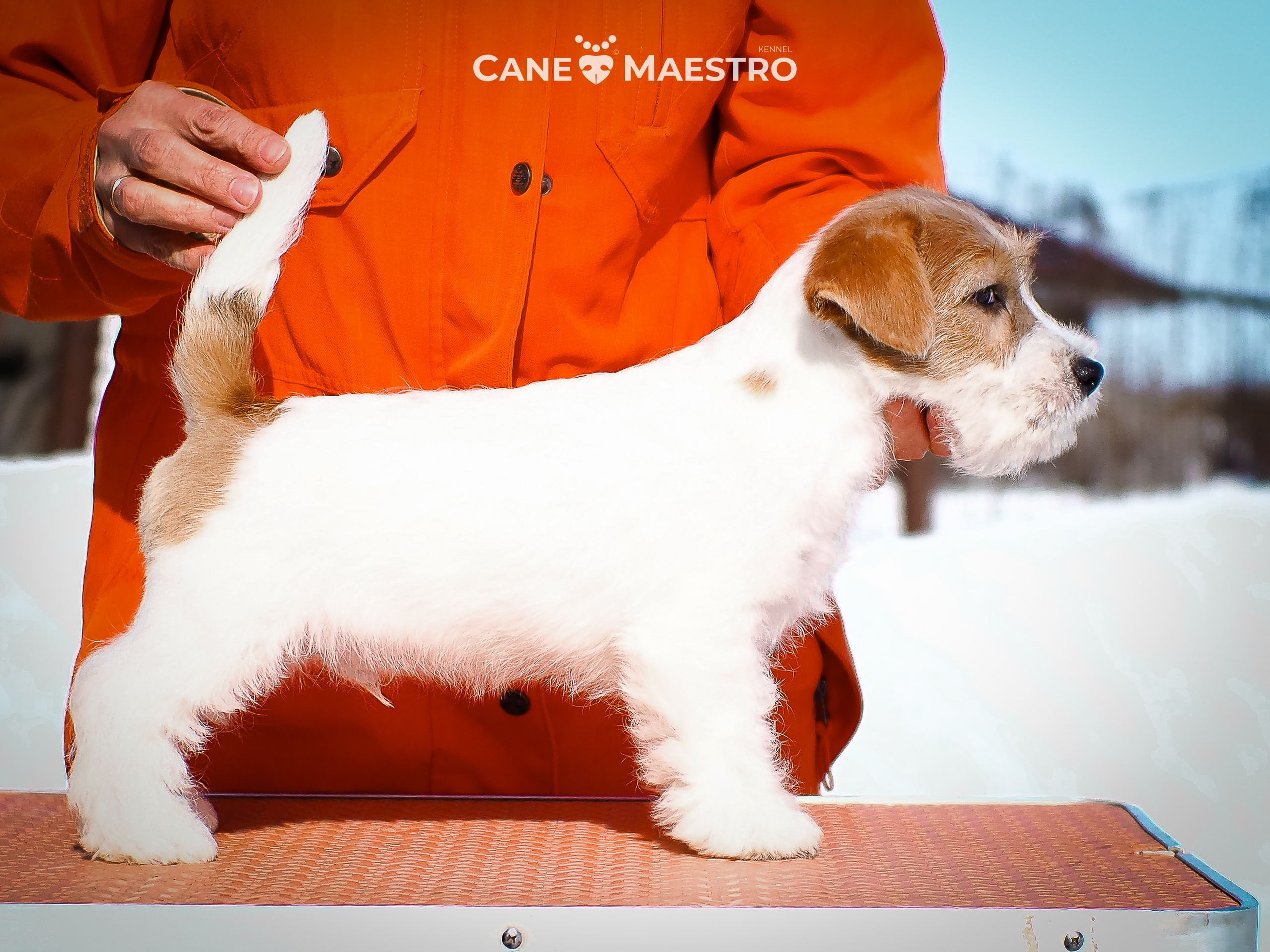 КОБ_2_Б_21_01_25. CANE MAESTRO — kennel Jack Russell Terrier