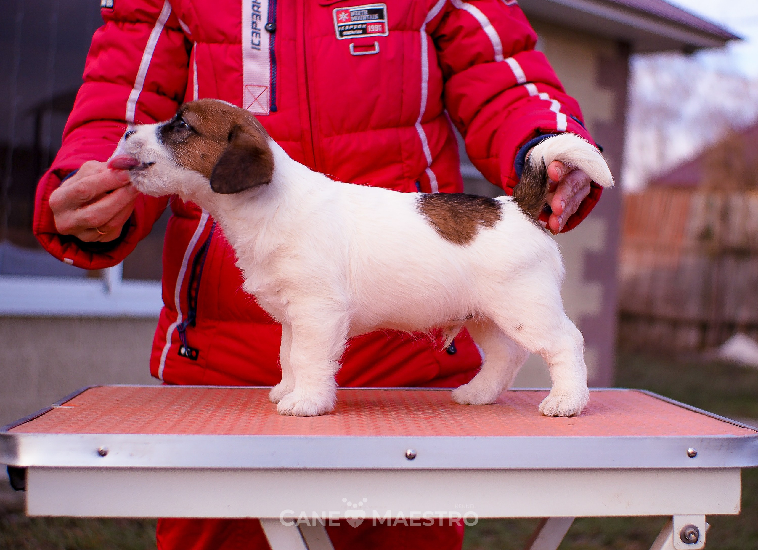 Мальчик 2. Кобель бело-рыжий. Джек рассел терьер щенок. КАНЕ МАЭСТРО — питомник Джек рассел терьеров