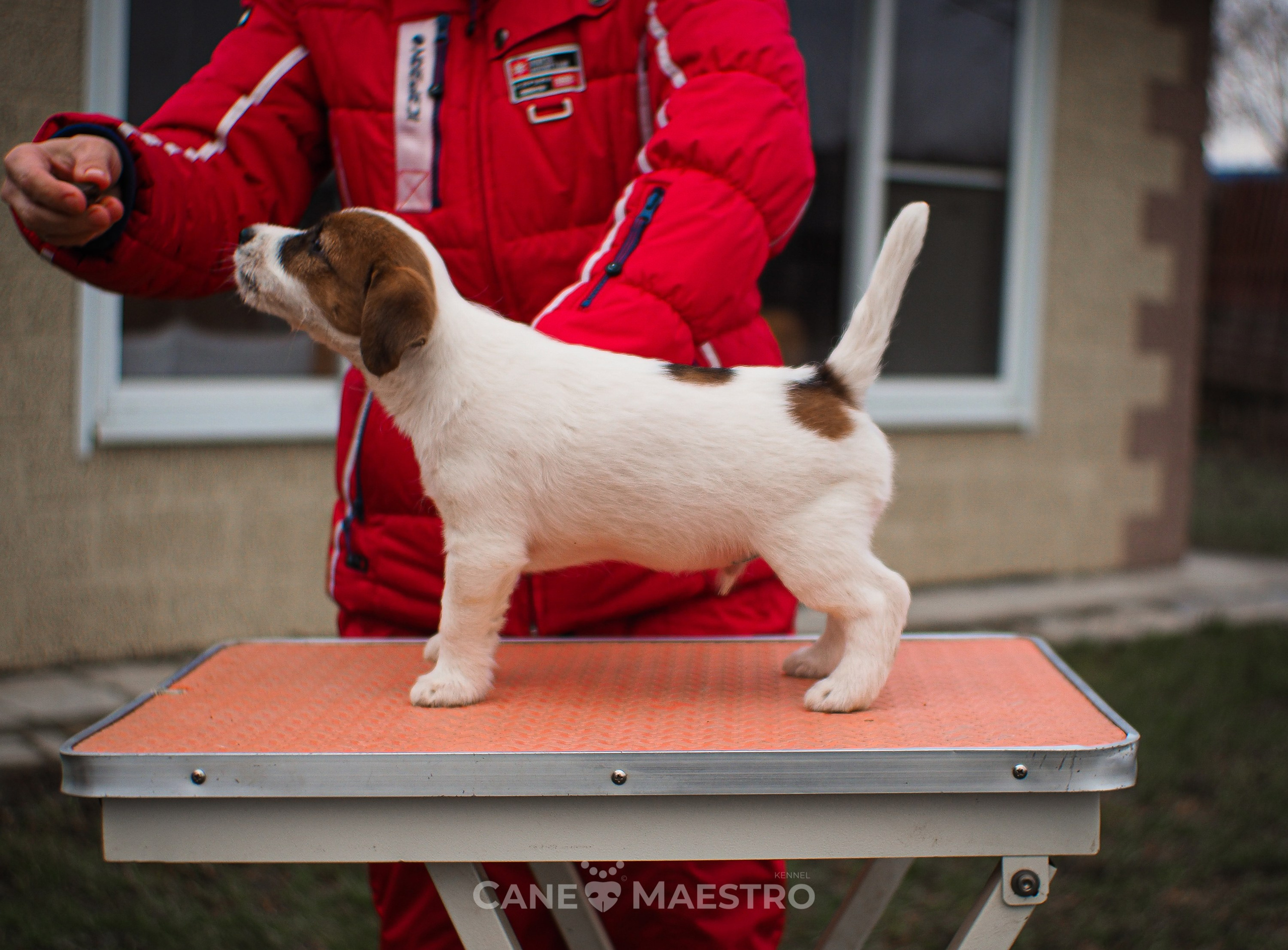 3КОБЛ_СНЕГОВИК. CANE MAESTRO — kennel Jack Russell Terrier
