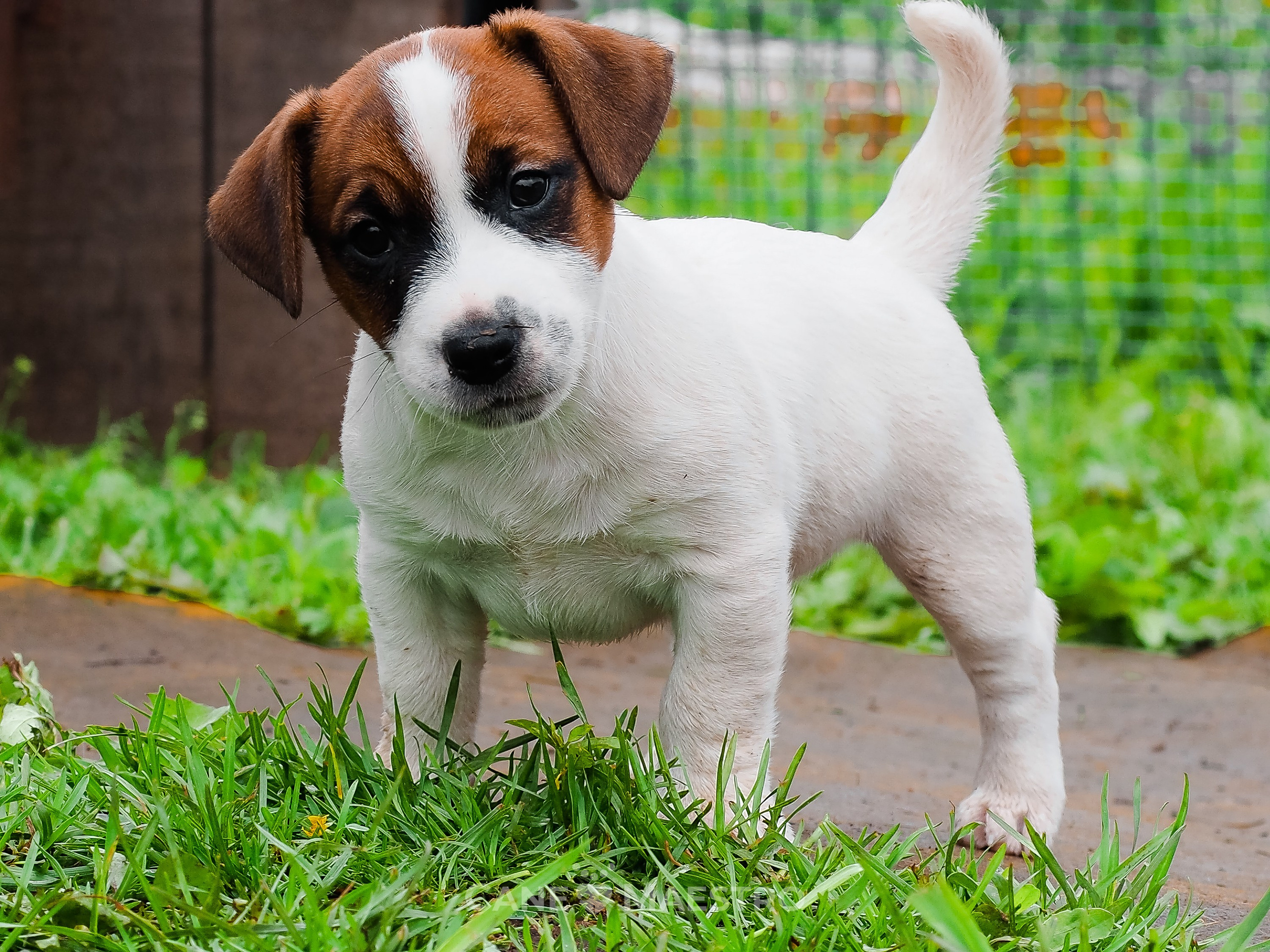 Ш_MALE_1_SHAMPAN. CANE MAESTRO — kennel Jack Russell Terrier