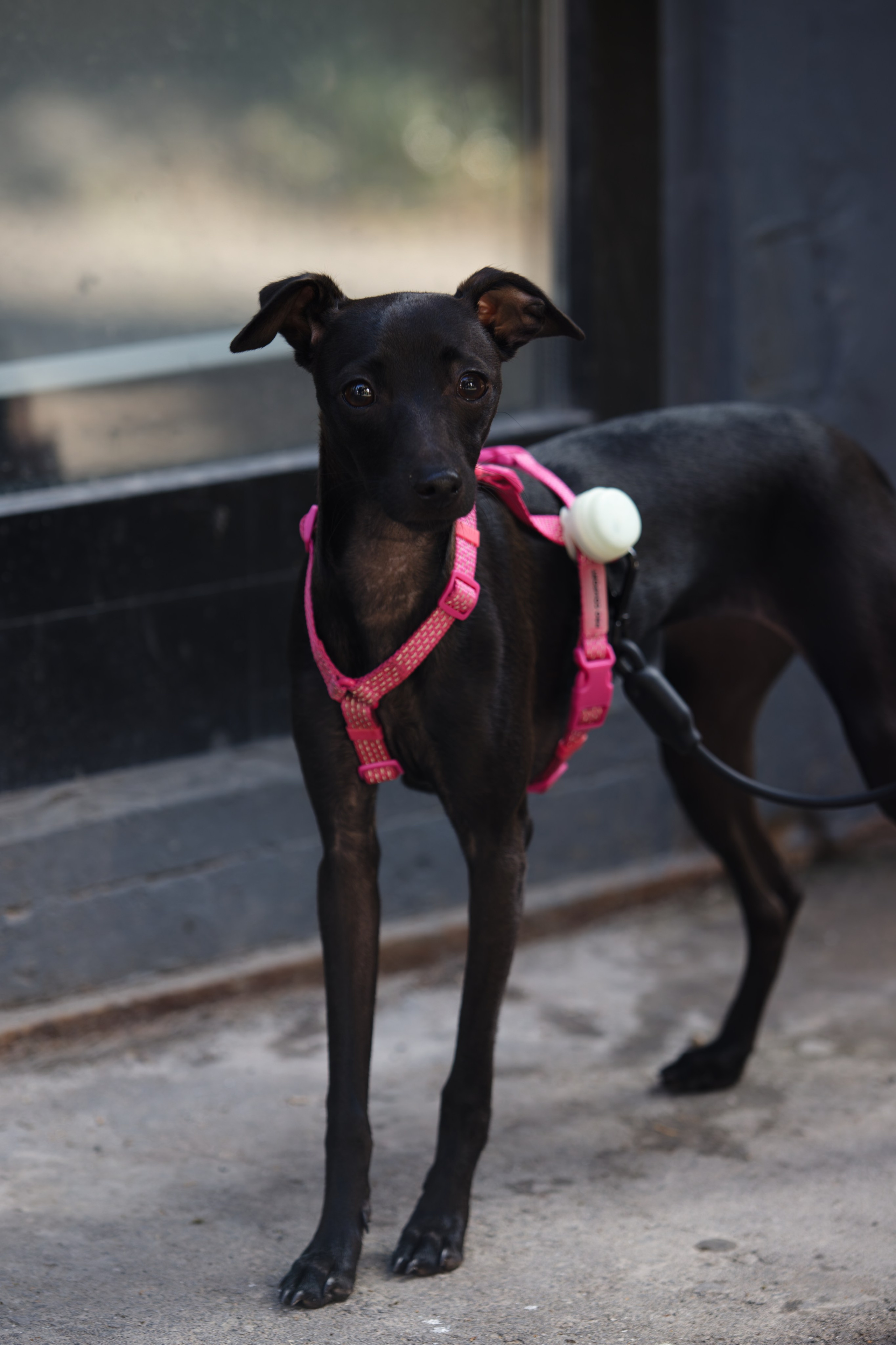 Вечеринка для собак Oh my dog 20.07.2025. Репортажный и спортивный фотограф в г. Пермь Зильберг Павел