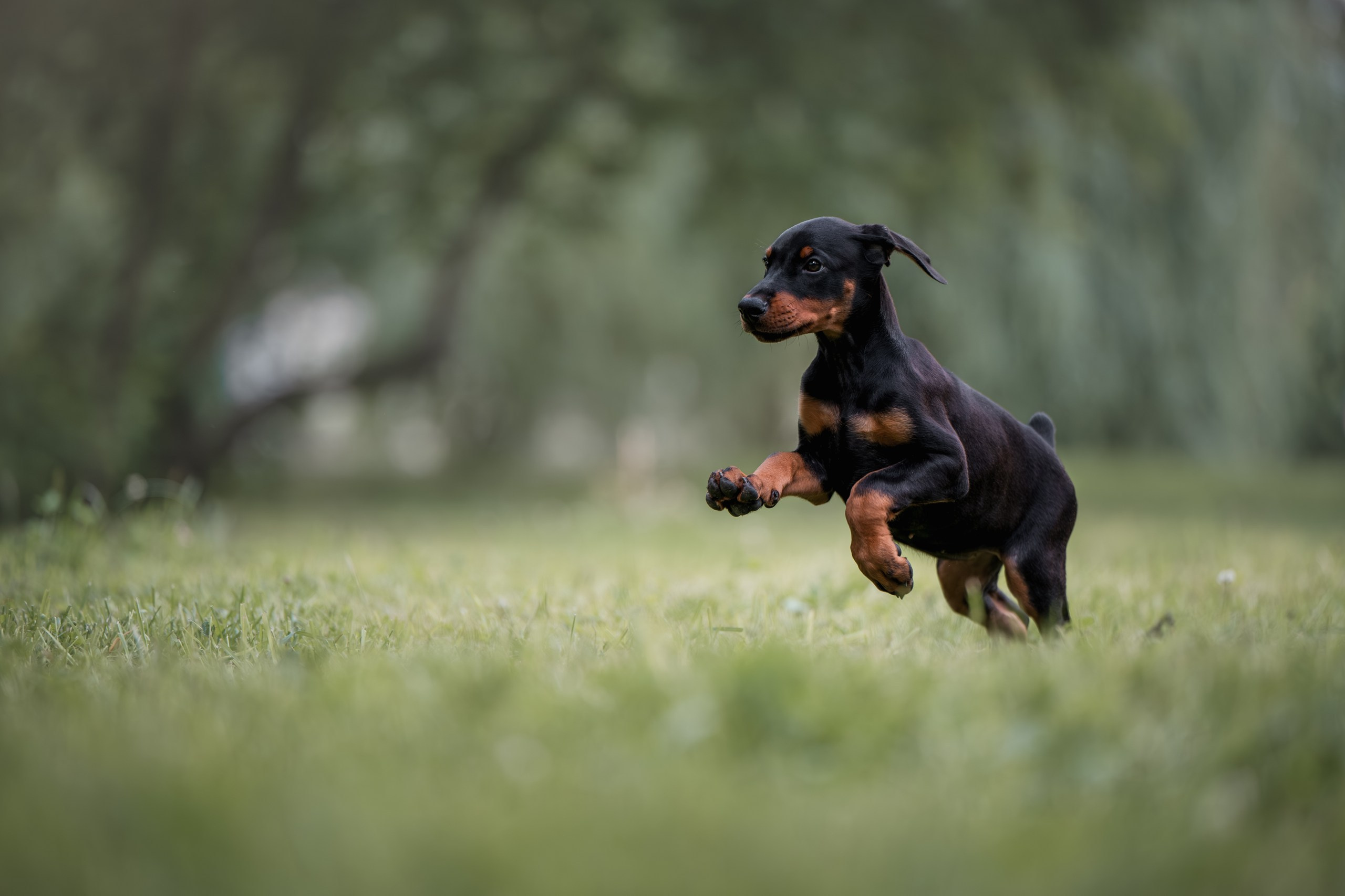 Щенки Доберманов. Фотограф Анималист в Москве Анастасия Жучкова