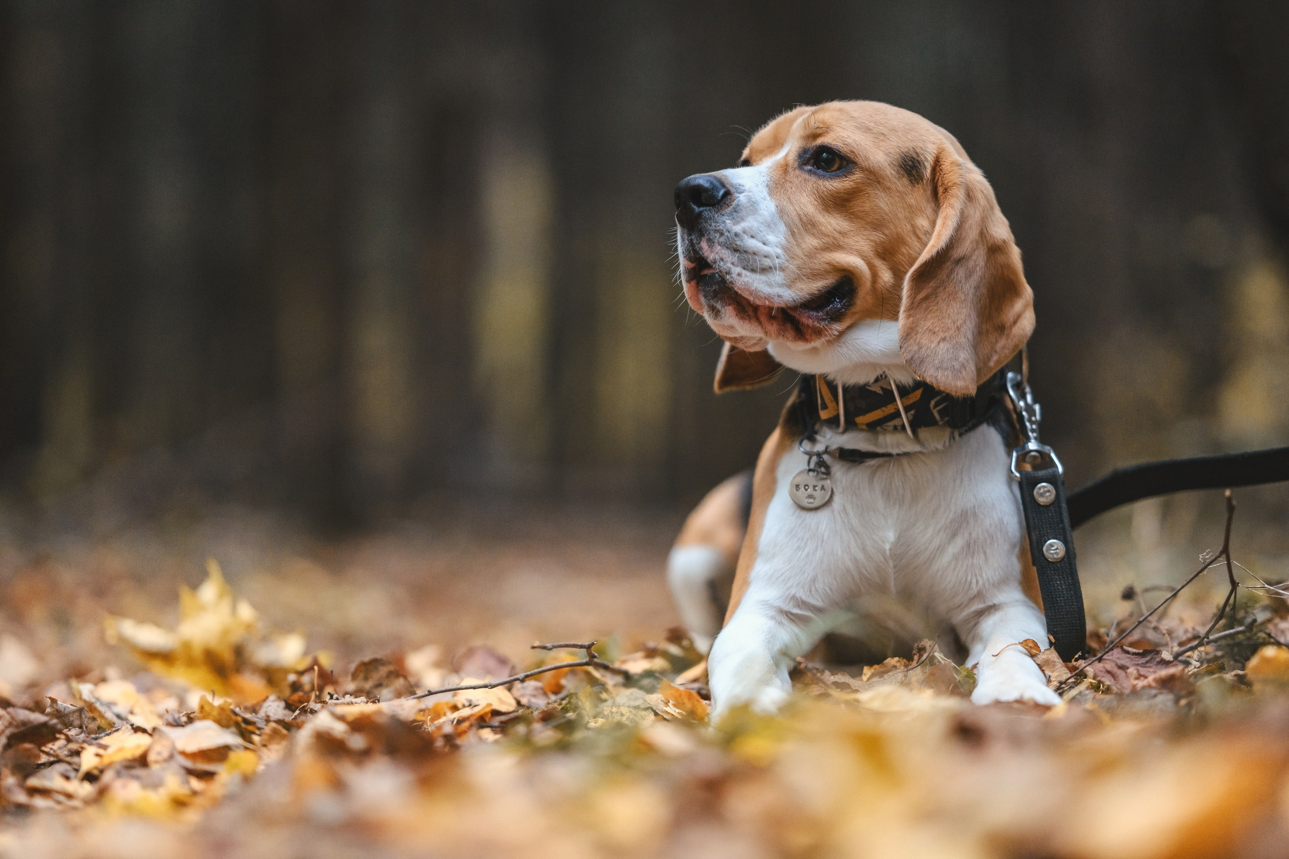 Наталья и Бока. Фотограф Анималист в Москве Анастасия Жучкова