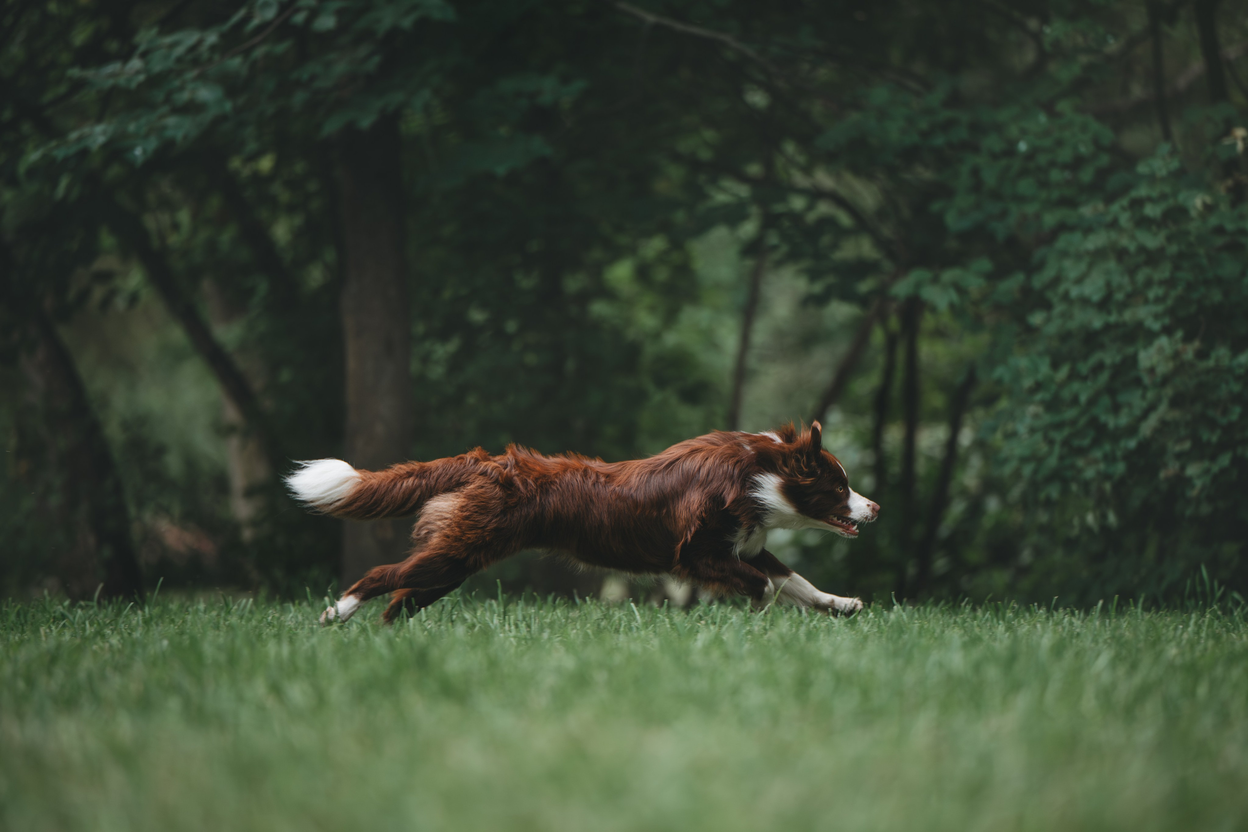 Бордер Колли. Фотограф Анималист в Москве Анастасия Жучкова