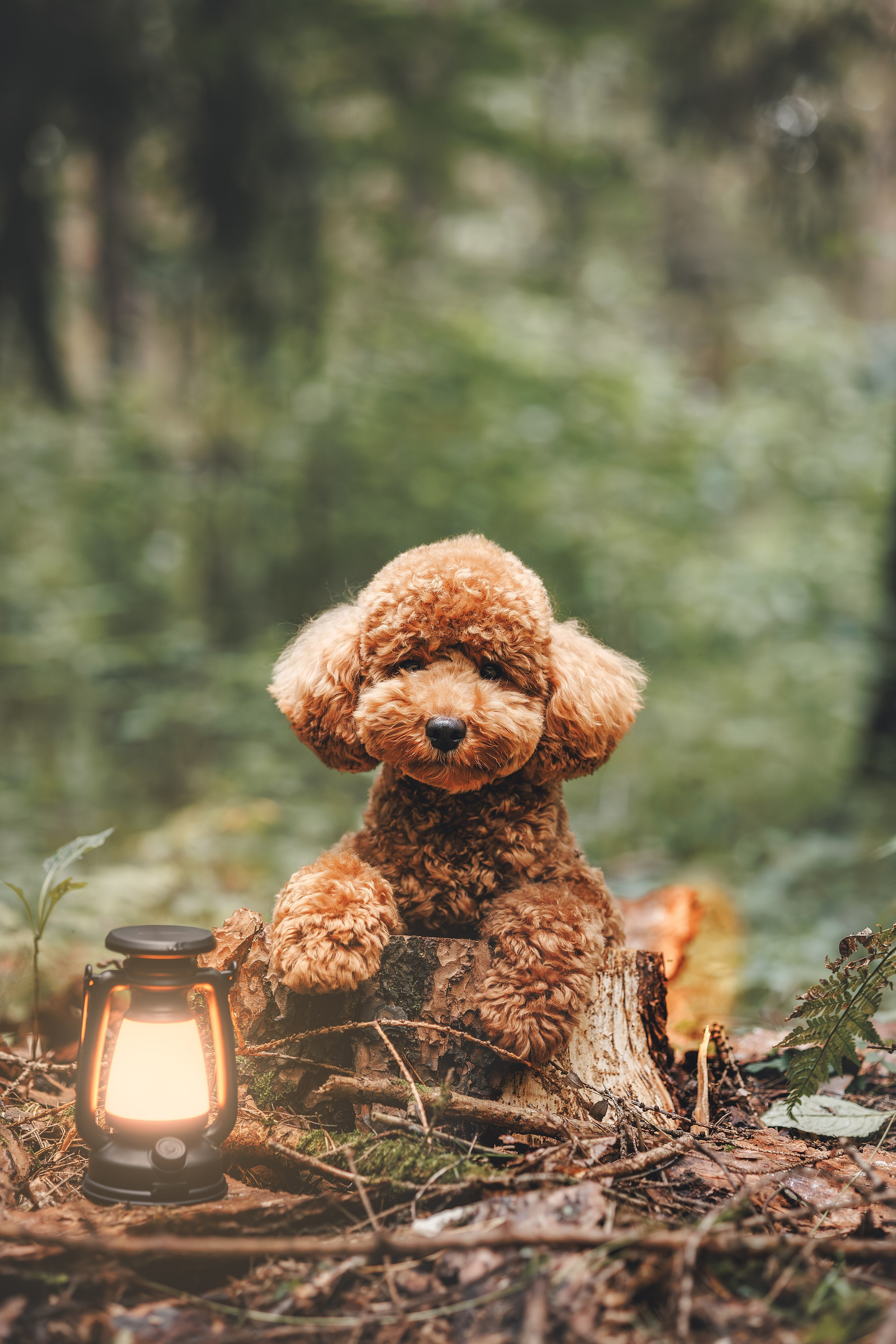 Лесная прошулка. Фотограф Анималист в Москве Анастасия Жучкова