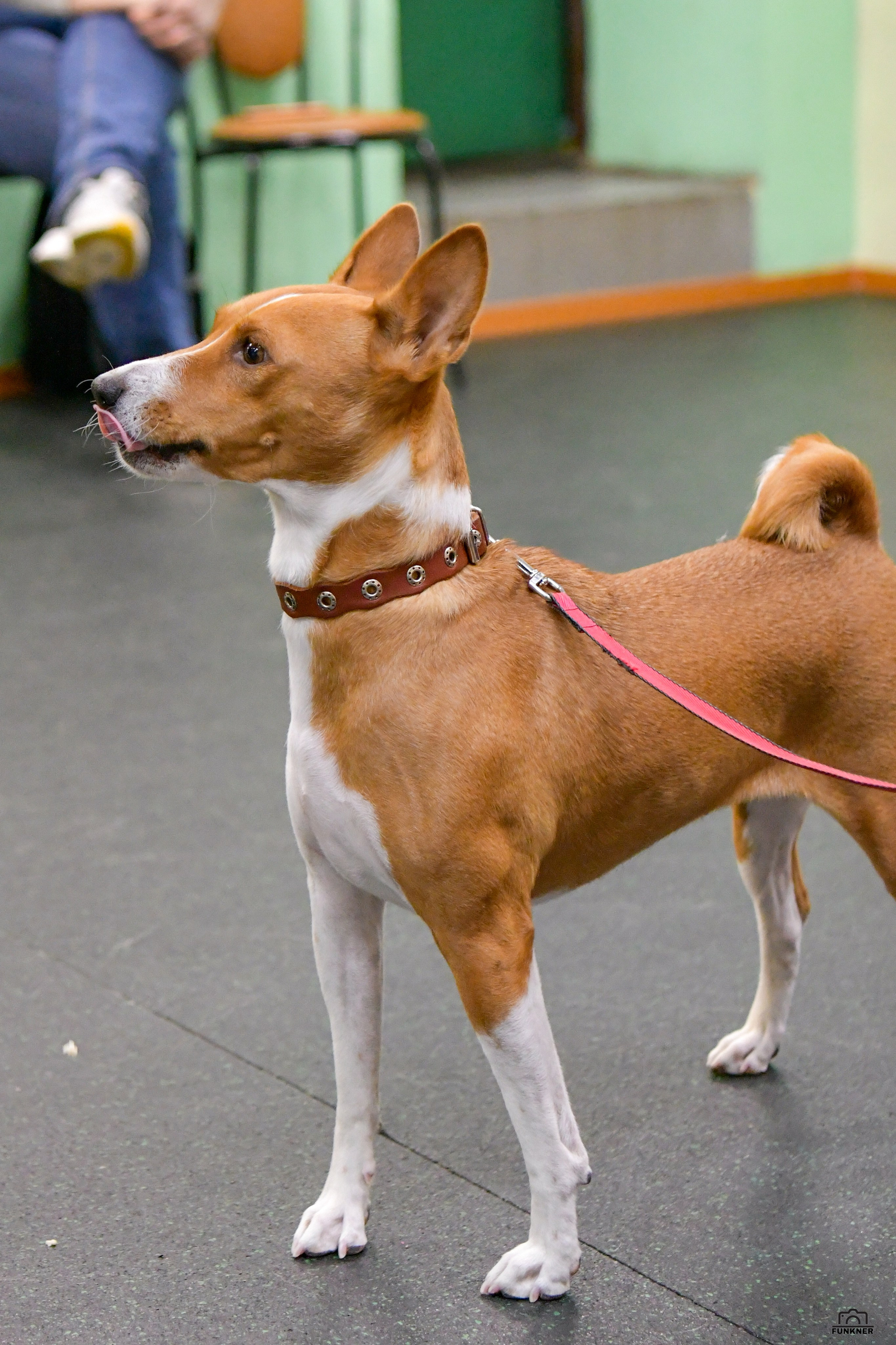 Кинологический клуб «Бодрый хвост». Свой взгляд через объектив