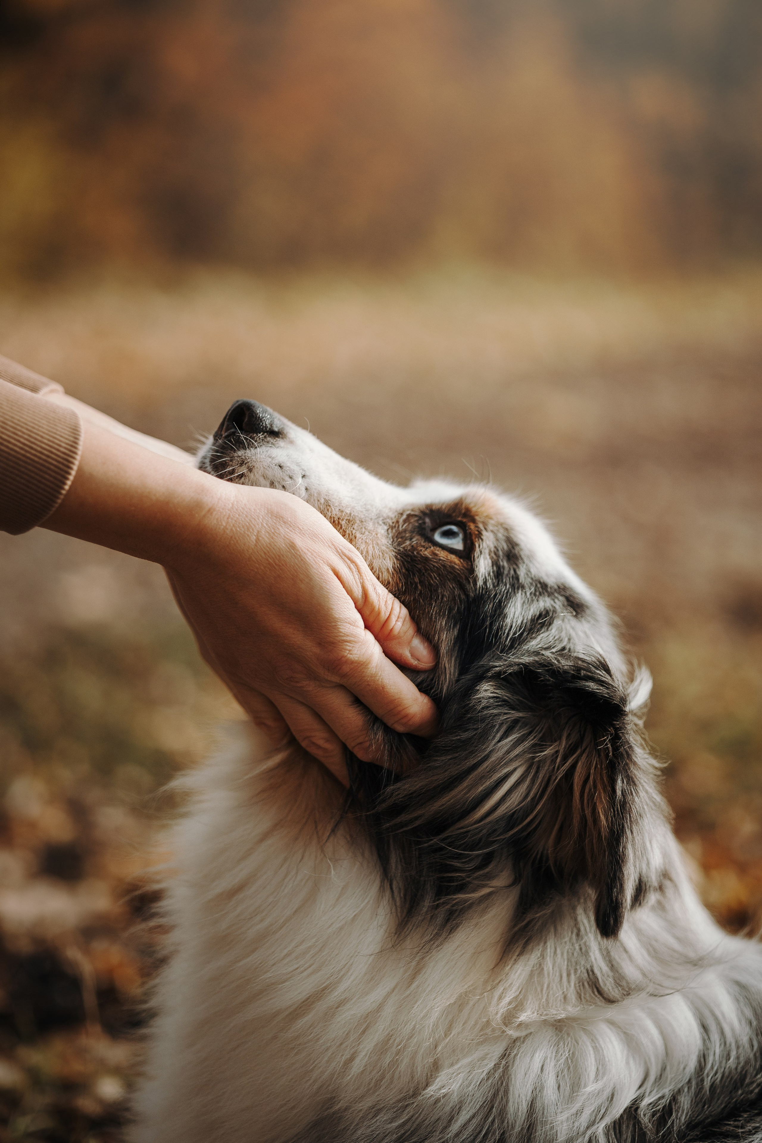 Бэстик и Ирина. Фотограф — Анималист | Санкт-Петербург
