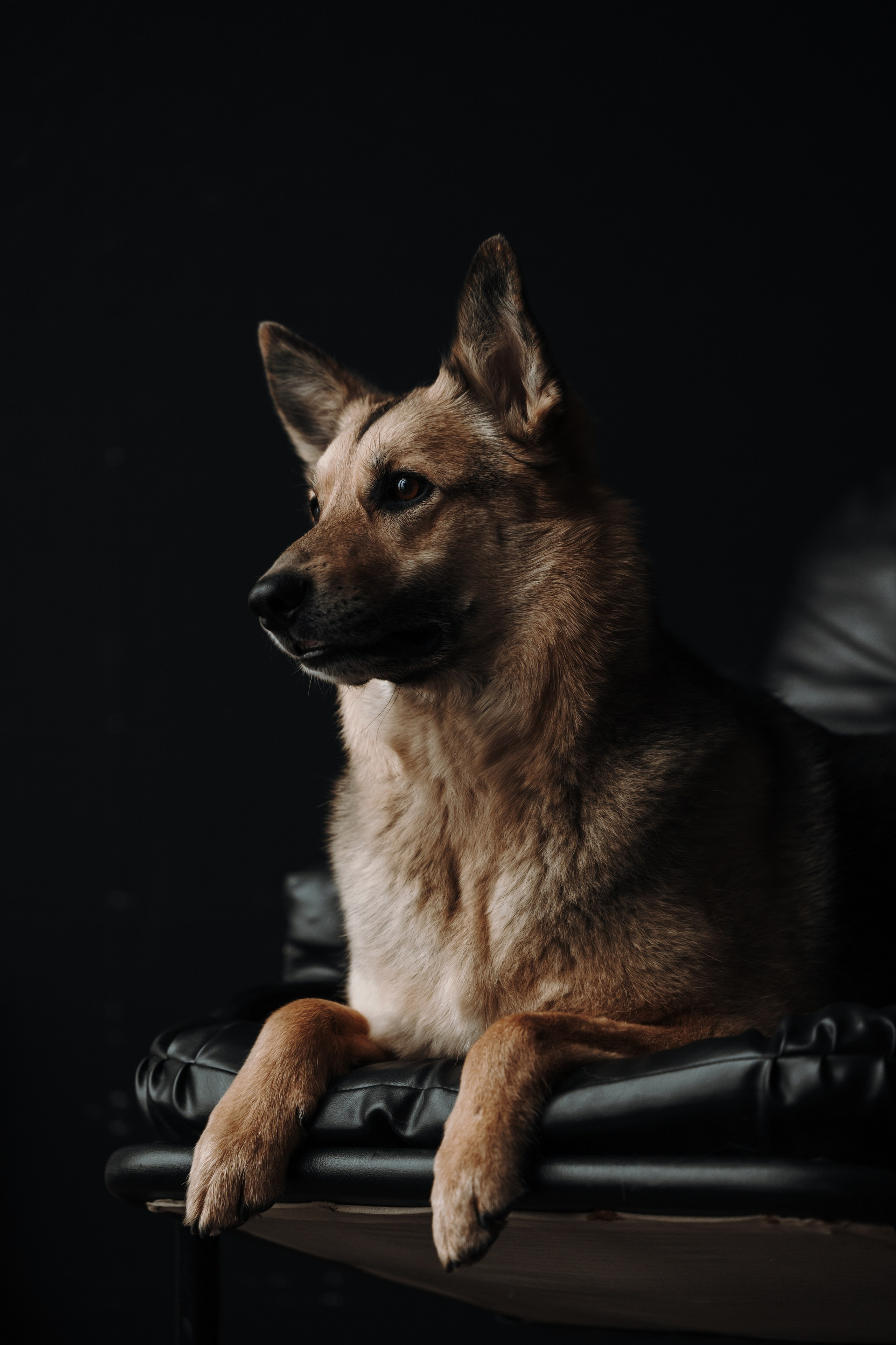 Лена и Дёма. Фотограф — Анималист | Санкт-Петербург