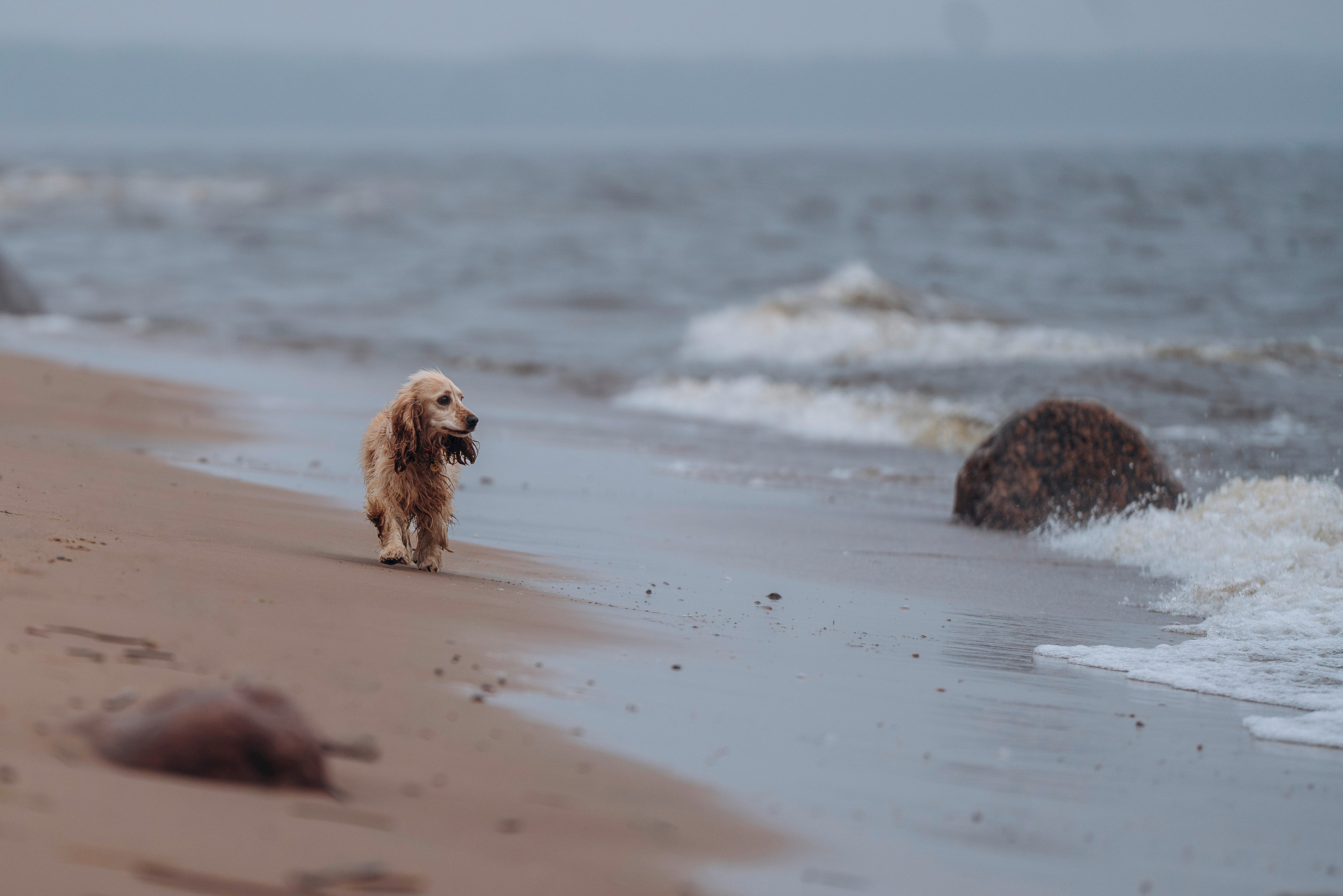 Асти, Крис и Александра. Фотограф анималист в Спб недорого Олеся Майорова