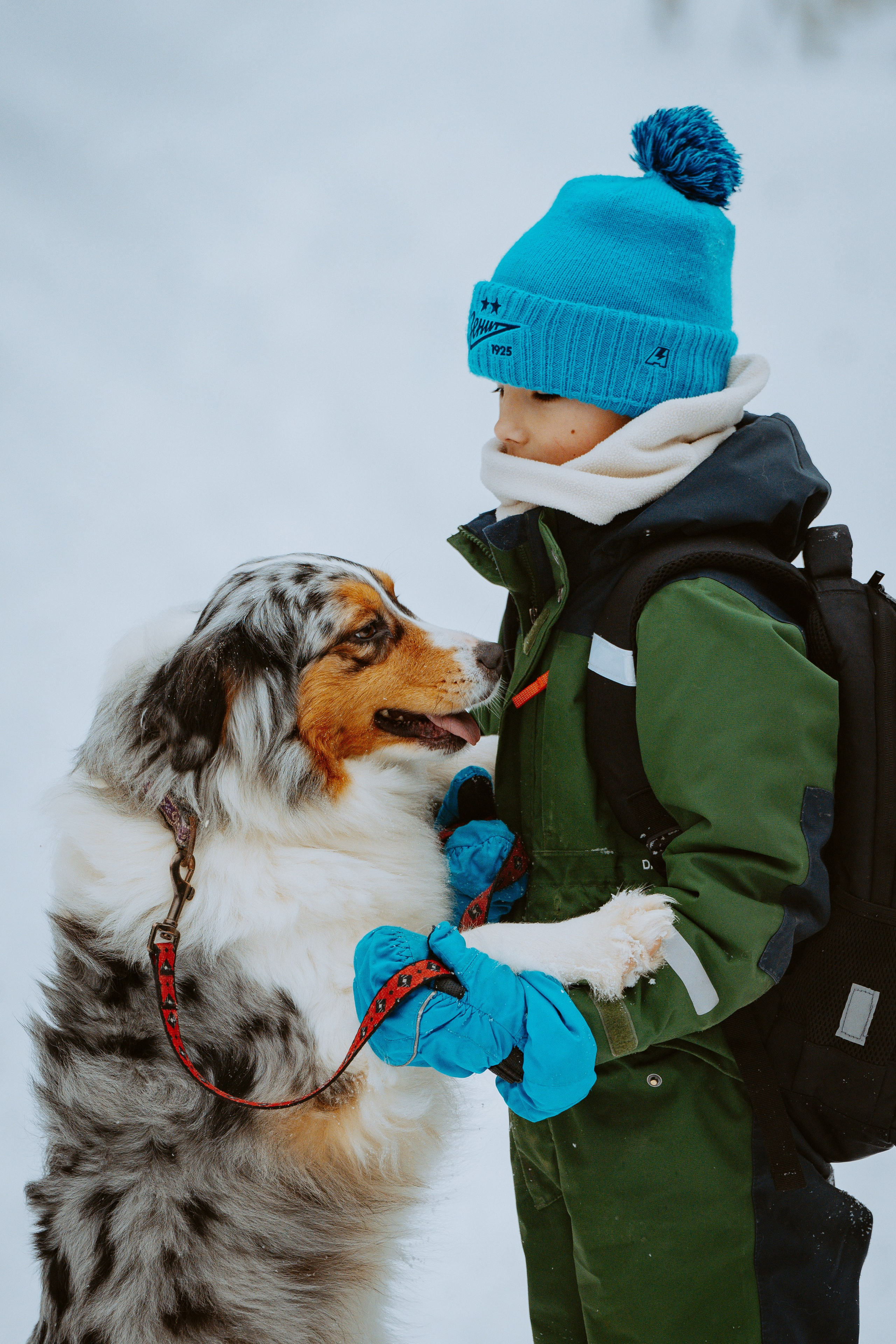 Дог трекинг. Фотограф анималист в Спб недорого Олеся Майорова