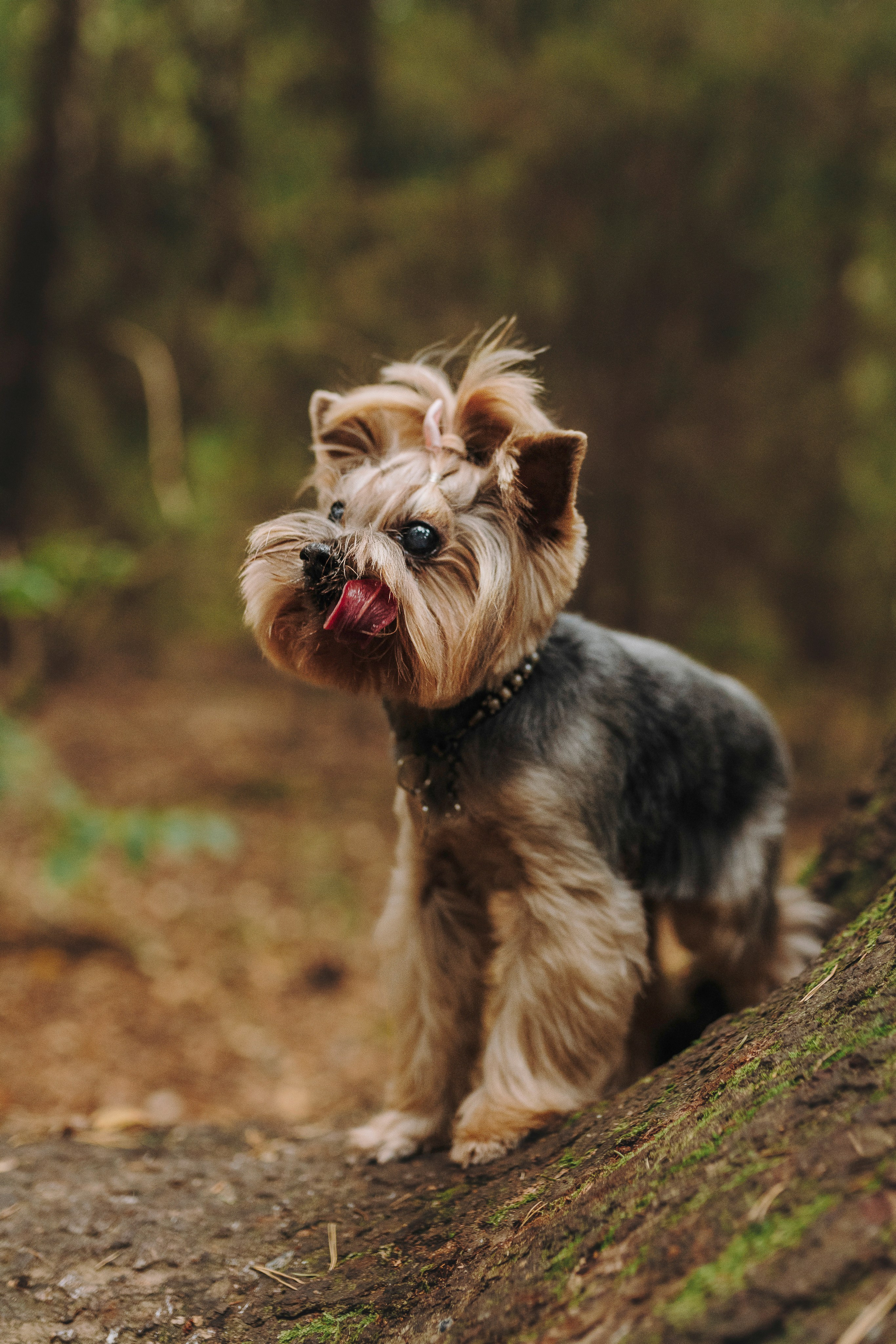 Евгения и Маруся. Фотограф анималист в Спб недорого Олеся Майорова