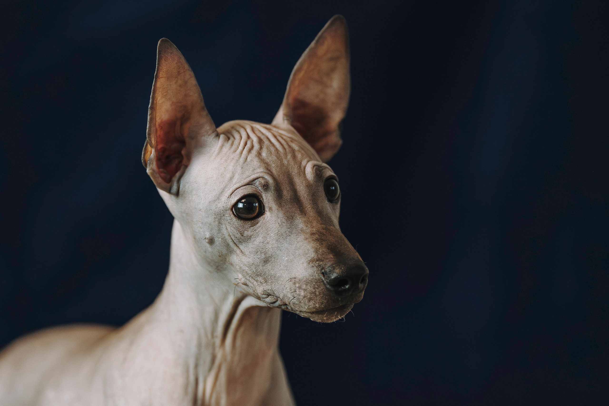 Малыши американского голого терьера. Фотограф анималист в Спб недорого Олеся Майорова