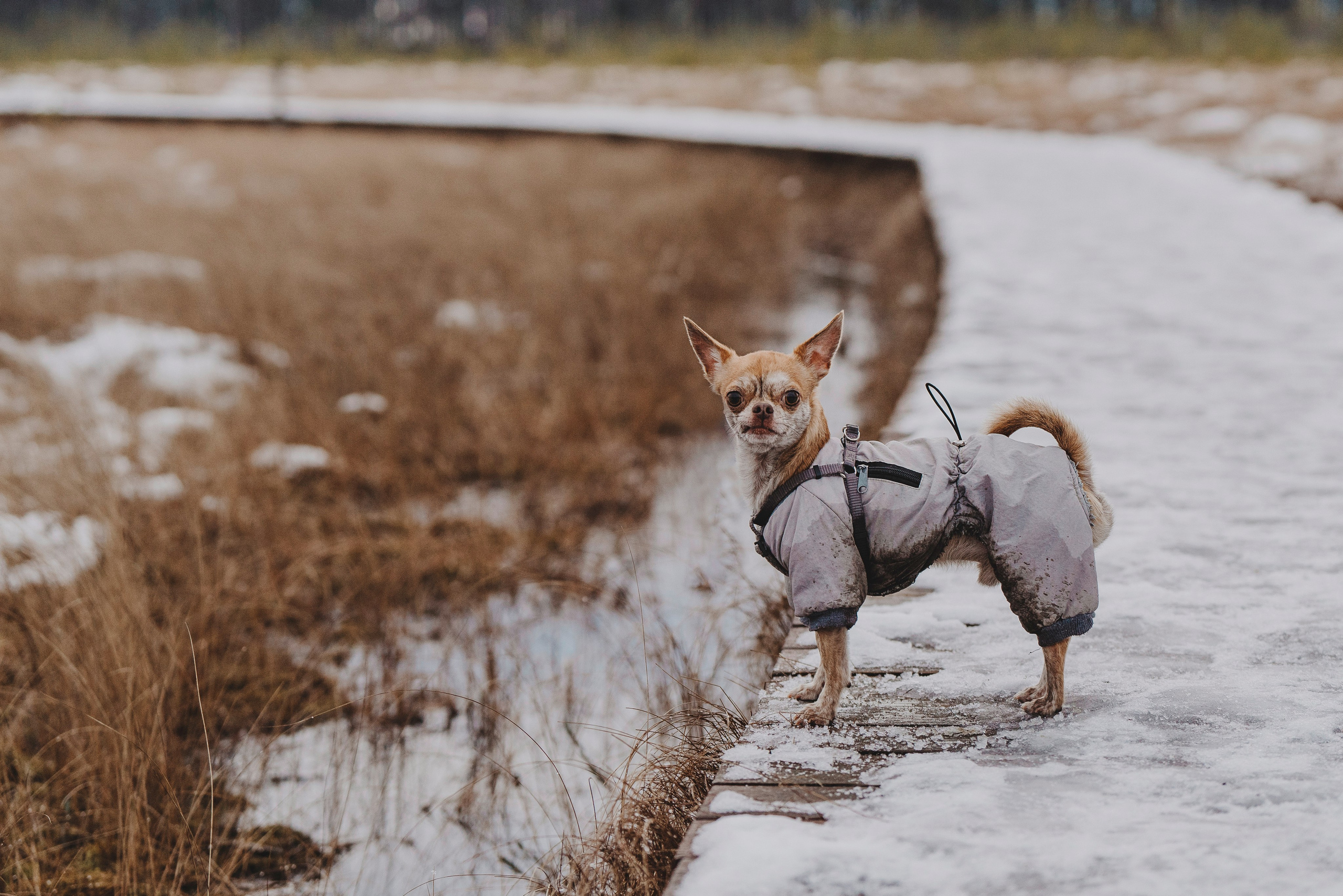 Наталия и Боря. Фотограф анималист в Спб недорого Олеся Майорова