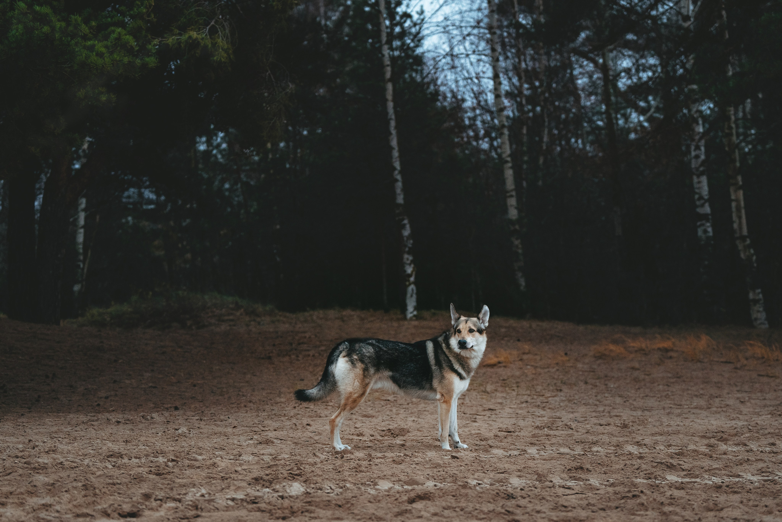 Малыш Кузя и его семья. Фотограф анималист в Спб недорого Олеся Майорова
