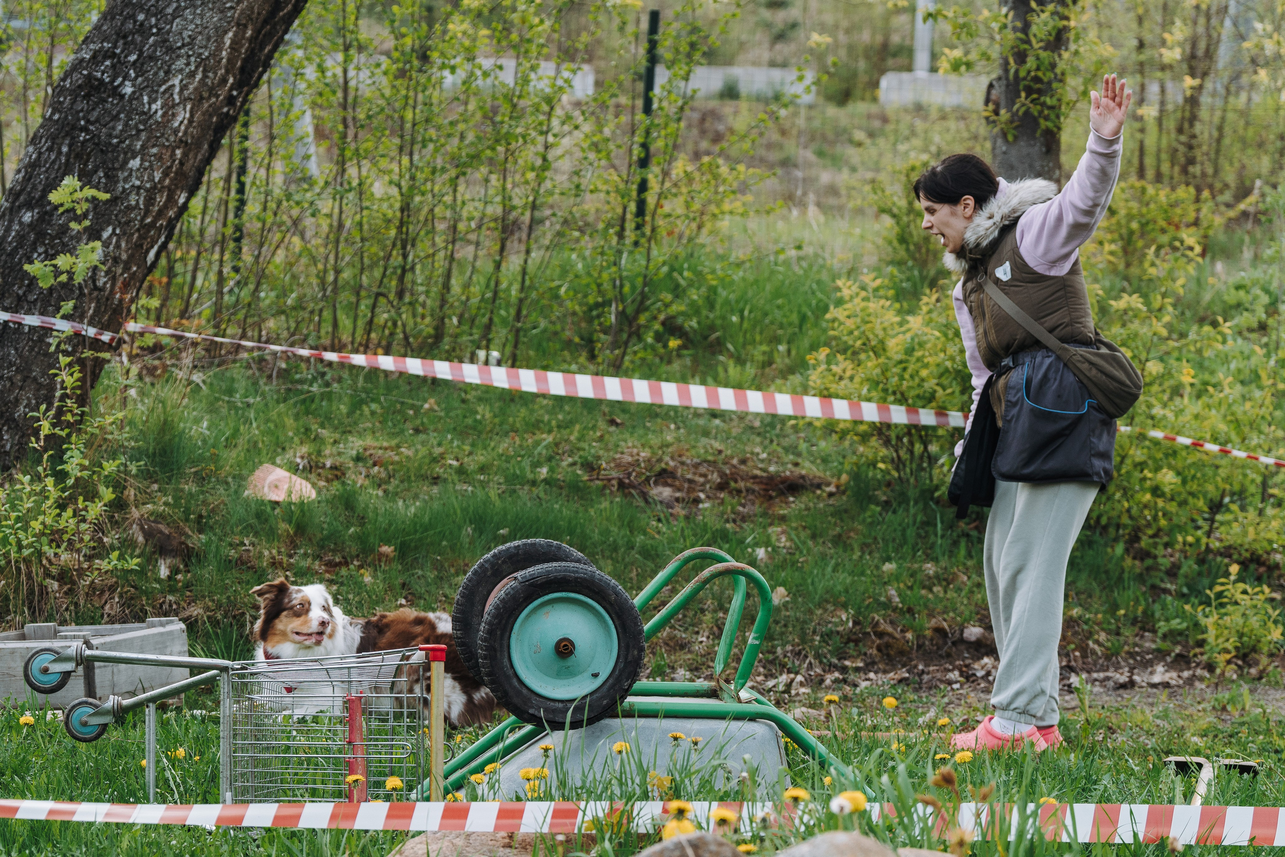 Соревнования по ноузворку в Лосево. Фотограф анималист в Спб недорого Олеся Майорова