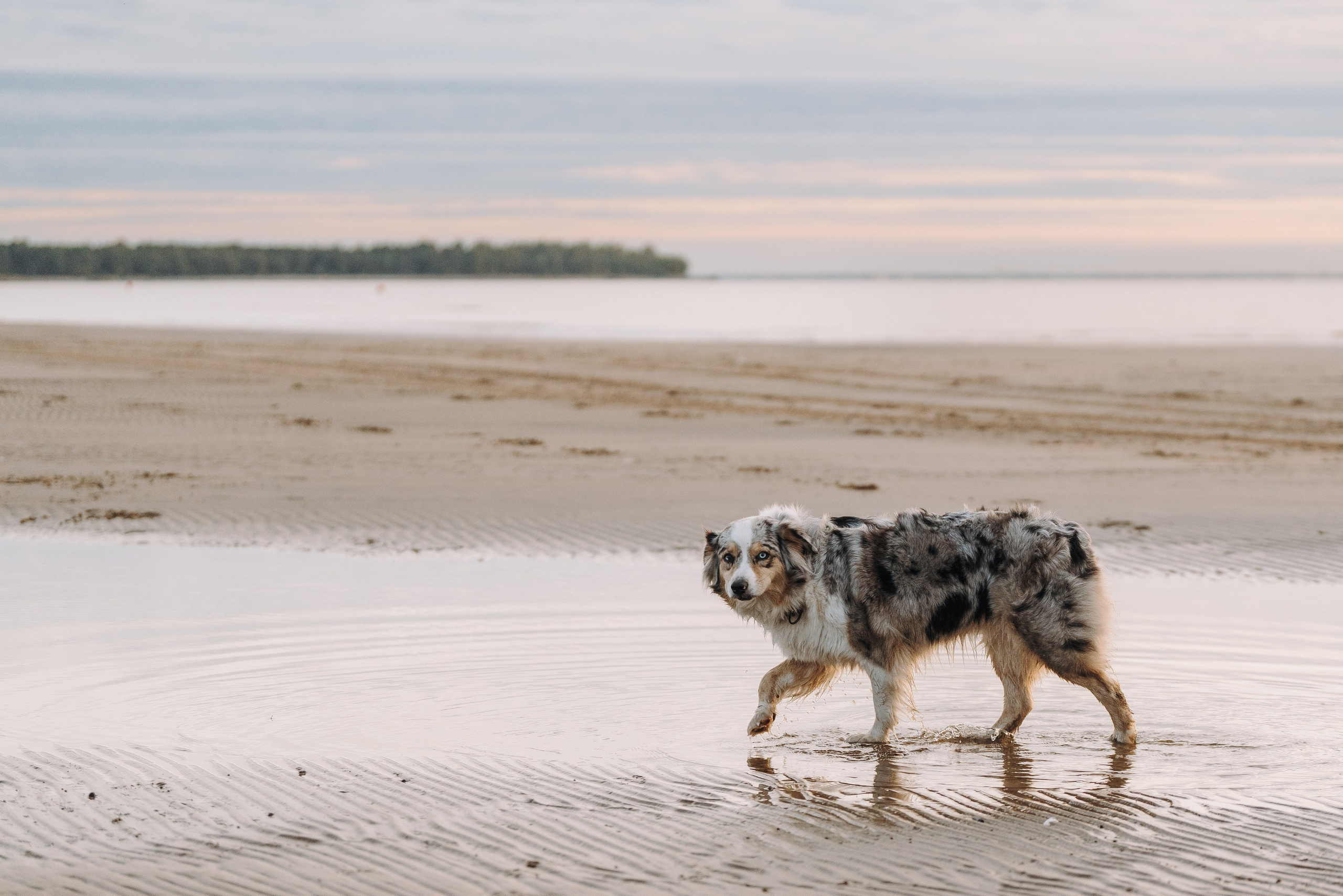 Фотограф анималист в Спб. Фотограф анималист в Спб недорого Олеся Майорова