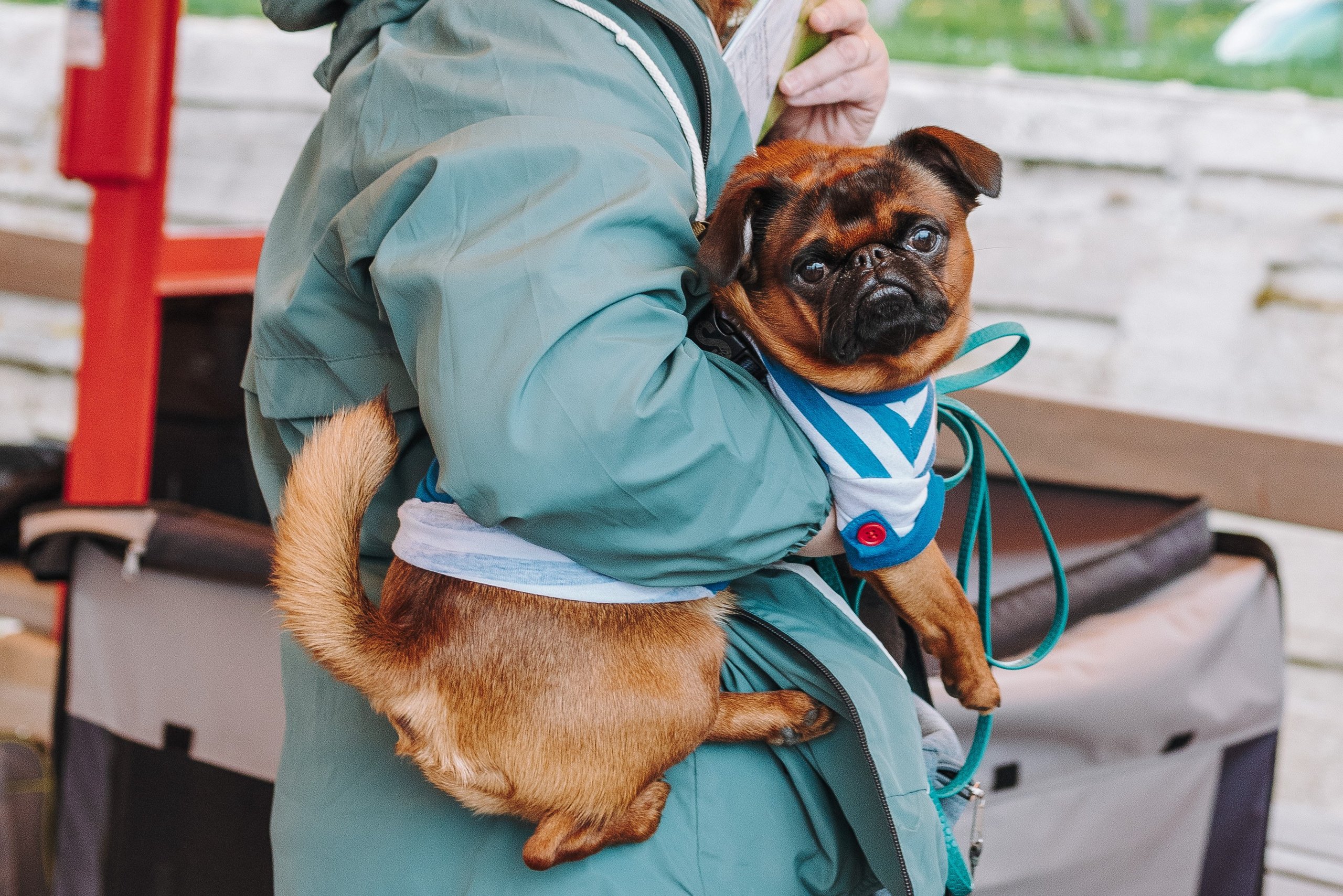Соревнования по ноузворку в Лосево. Фотограф анималист в Спб недорого Олеся Майорова