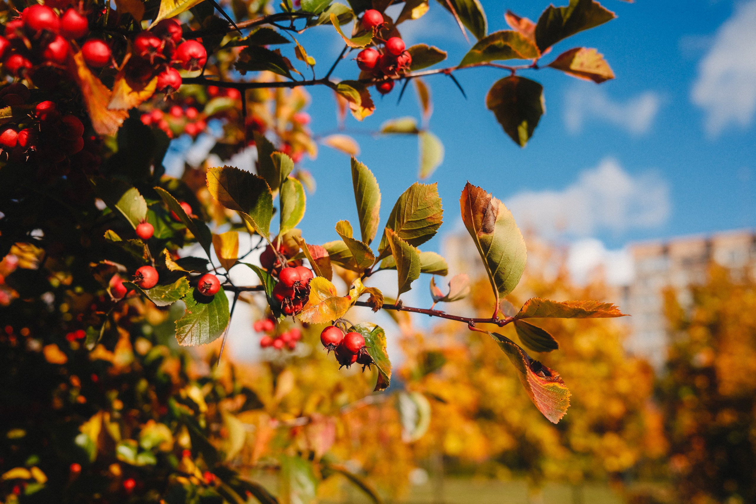 2022.10. Фотограф Алексей Алексеев