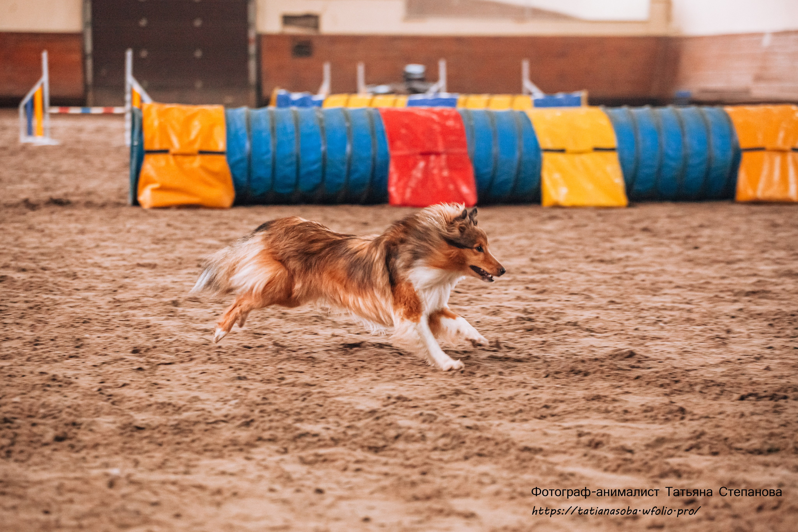 Соревнования по Аджилити 25.02.2024. Фотограф-анималист Татьяна Степанова