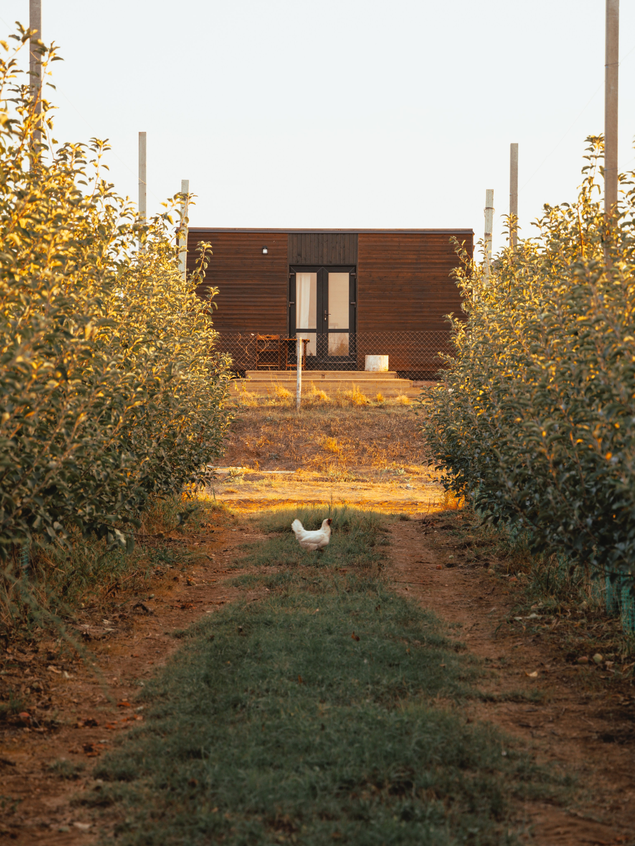 Domik в саду. Артем Корнев Фотограф