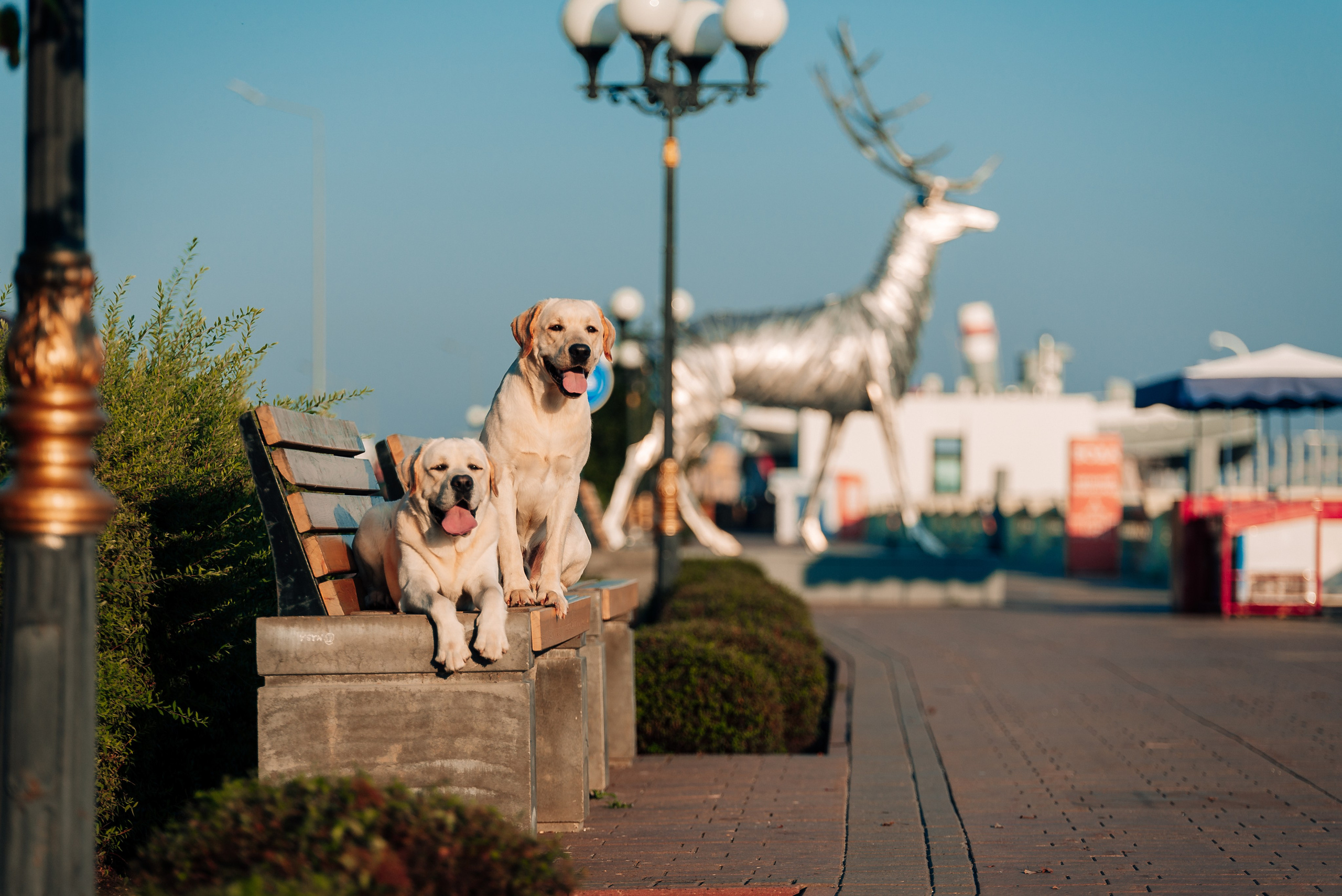 Екатерина, Урал и Бест. Фотограф-анималист Анастасия Парфенова|Екатеринбург