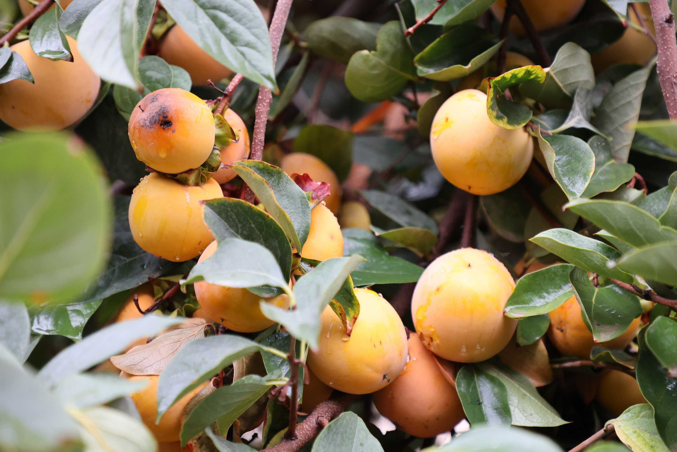 Samarkand, Uzbekistan. Andrey Filippov Photographer