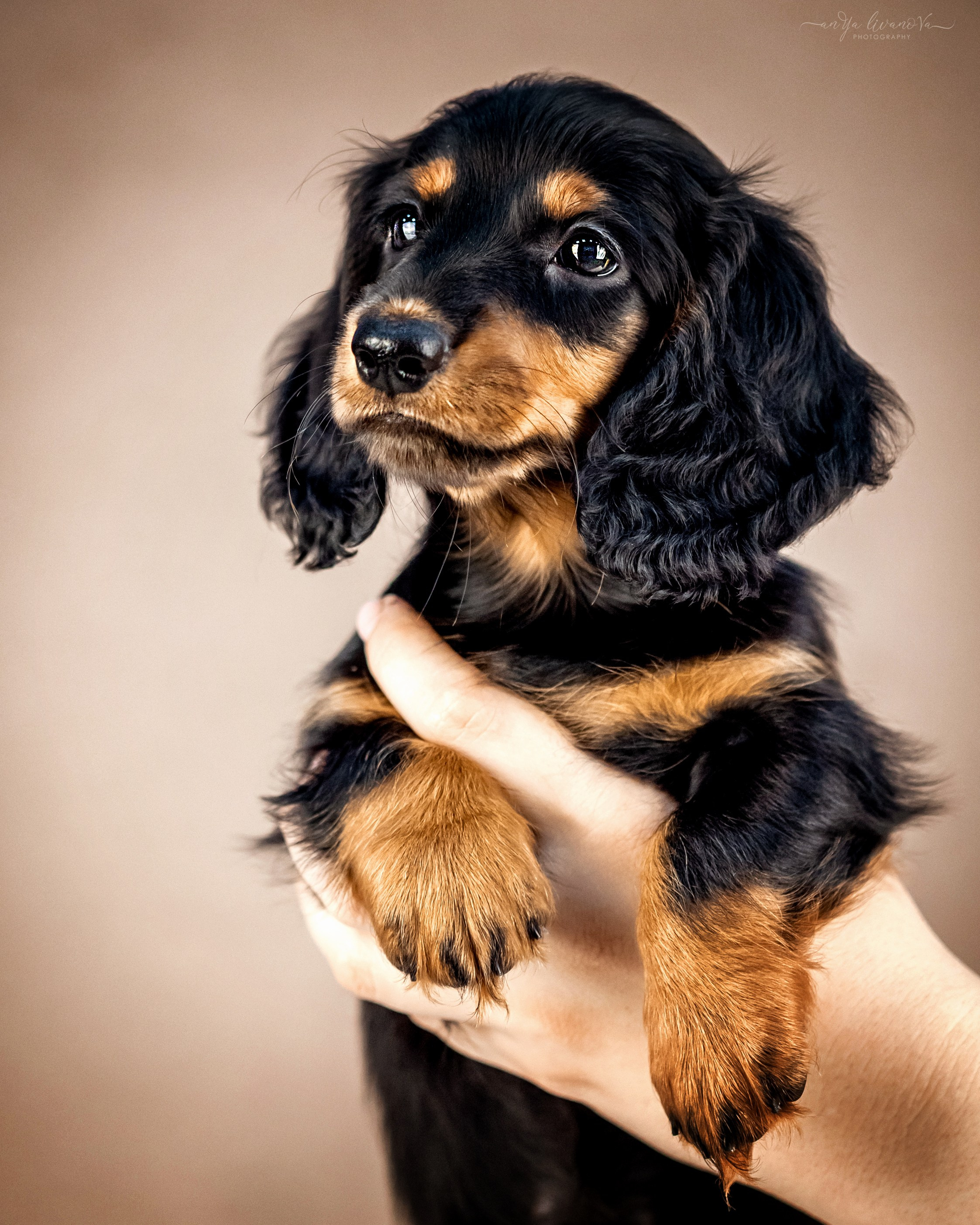 Таксята. Фотограф анималист Аня Ливанова | Рыбинск