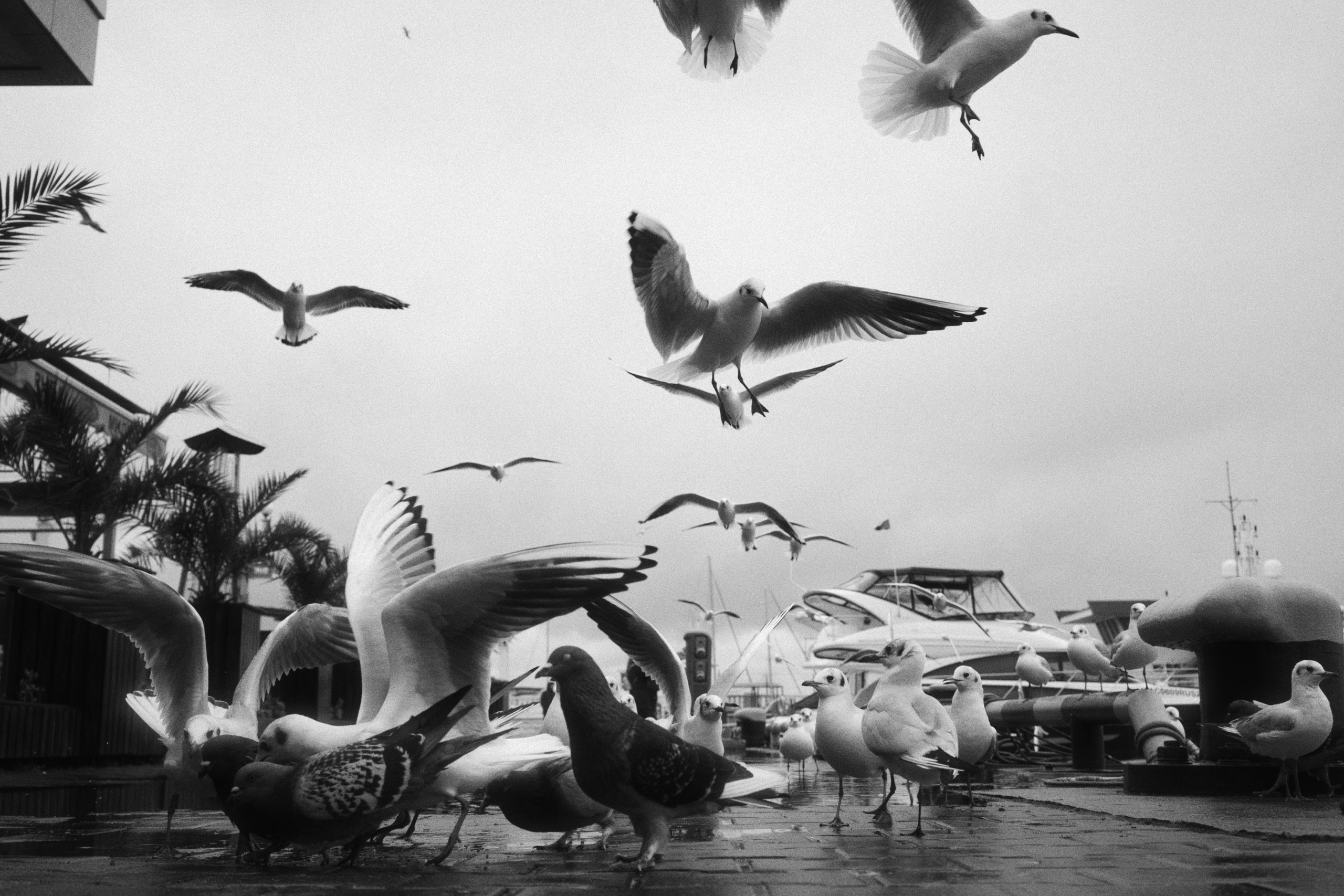 Sochi port (morskaya). Фотограф Юрин Евгений