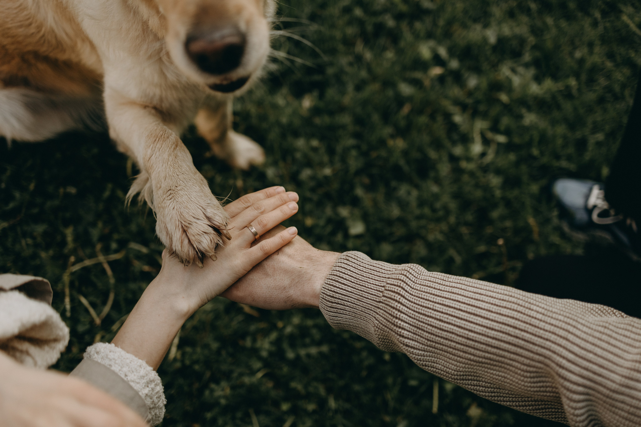 Пенни и ребята. Фотограф — Анималист | Санкт-Петербург