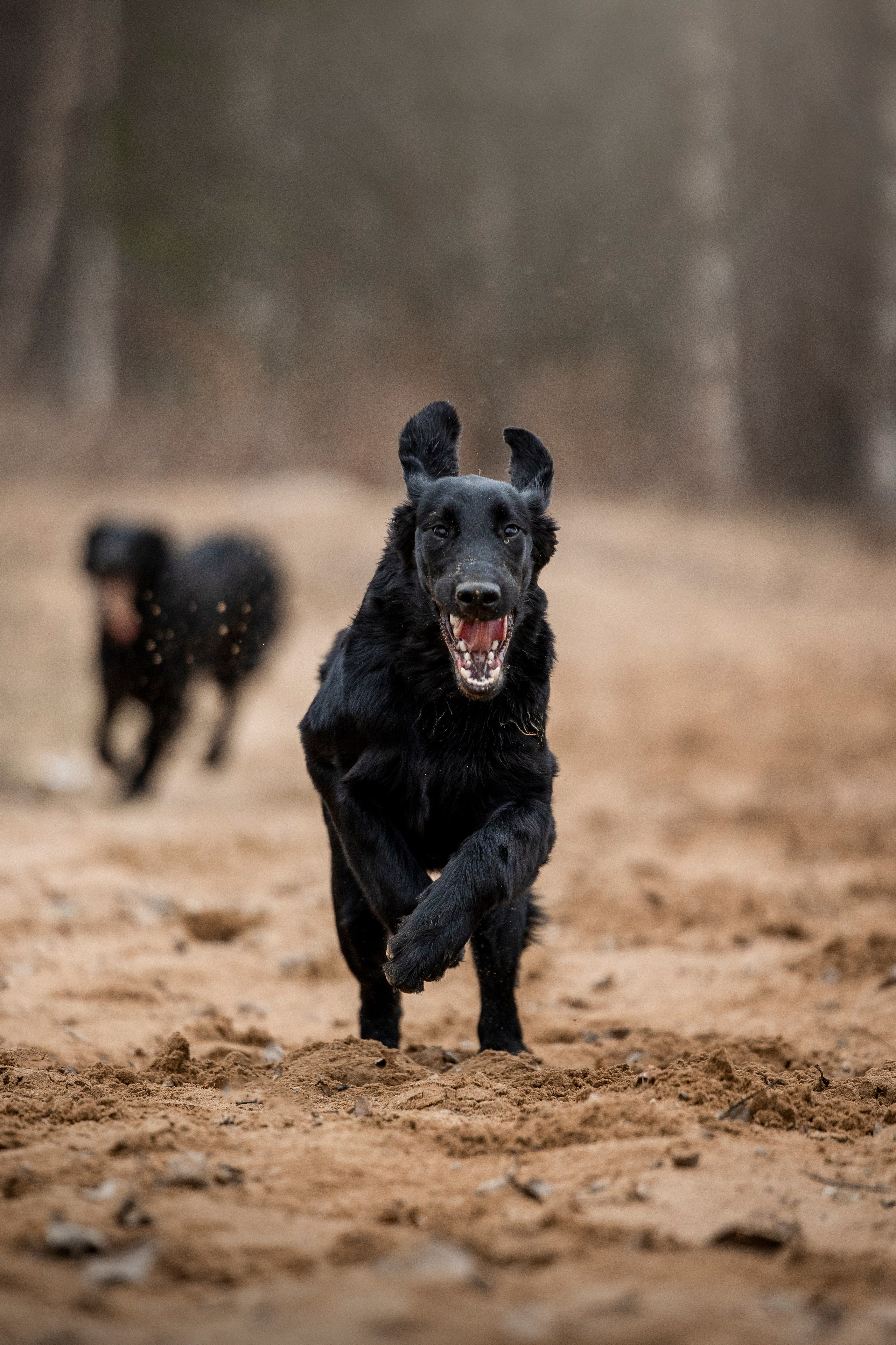 Ора, Ева, Рози и их семья. Фотограф — Анималист | Санкт-Петербург