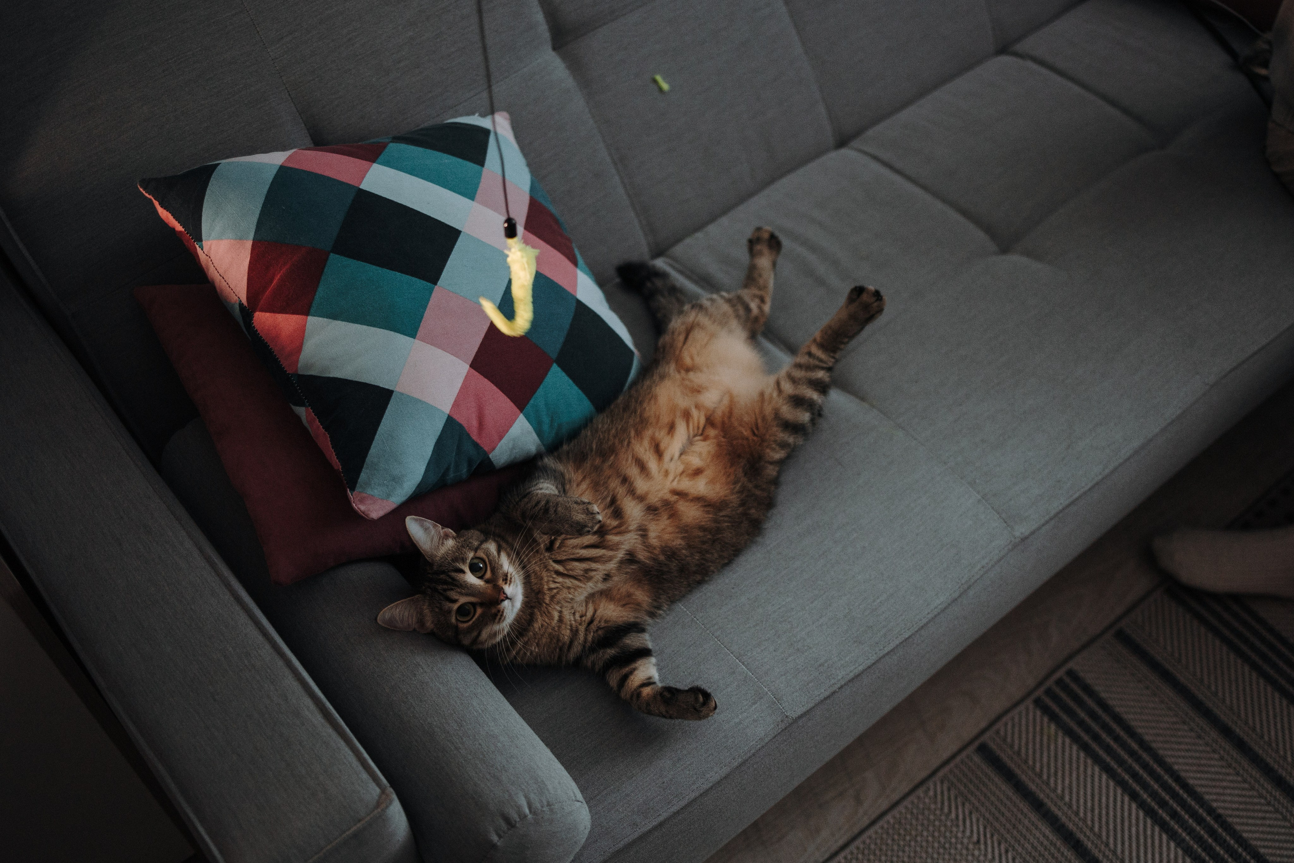 Мася и ее семья. Фотограф — Анималист | Санкт-Петербург