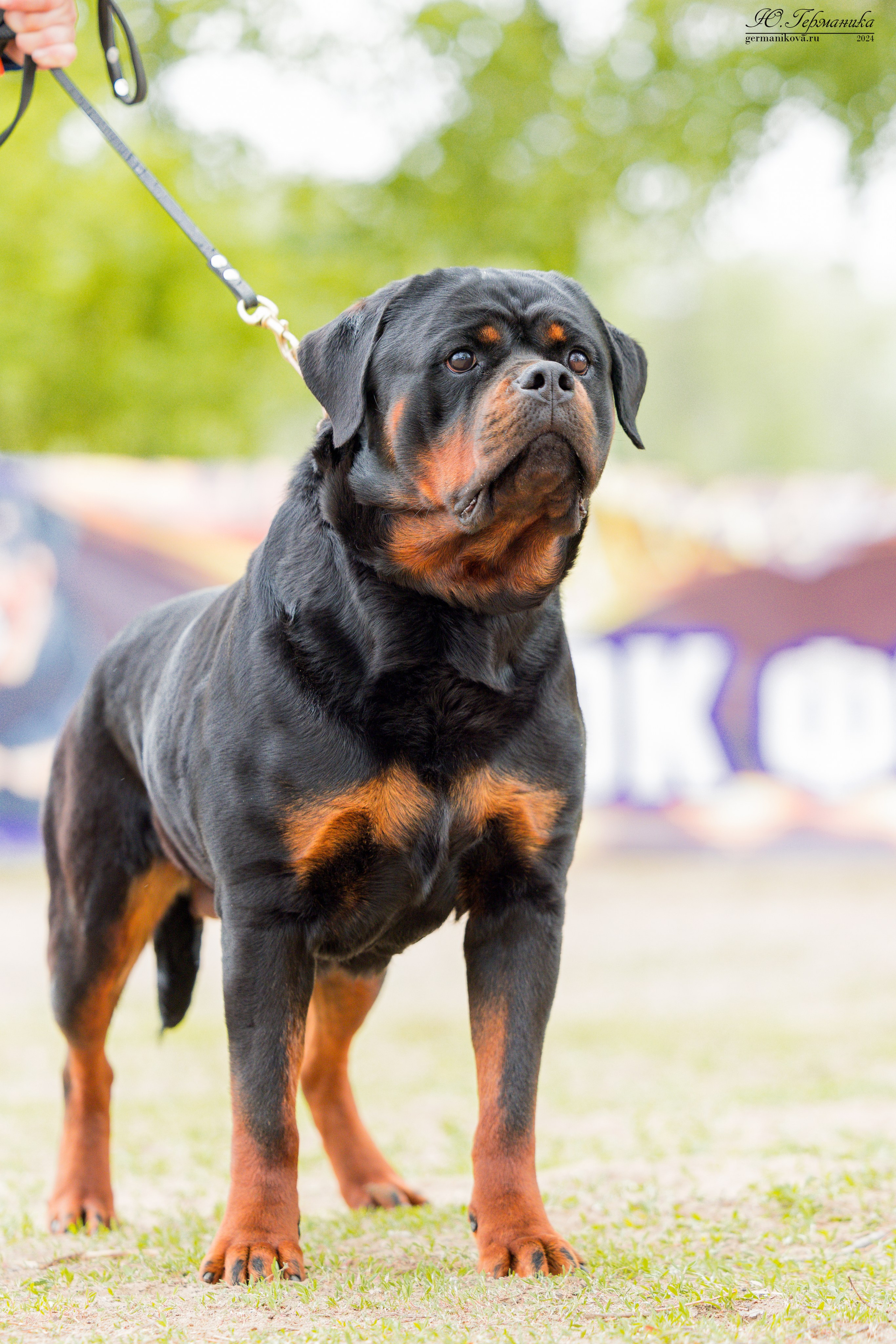 Саратов 2 х моно ротвейлеров 28-29.04.2024. Фотограф-анималист Юлия Германика