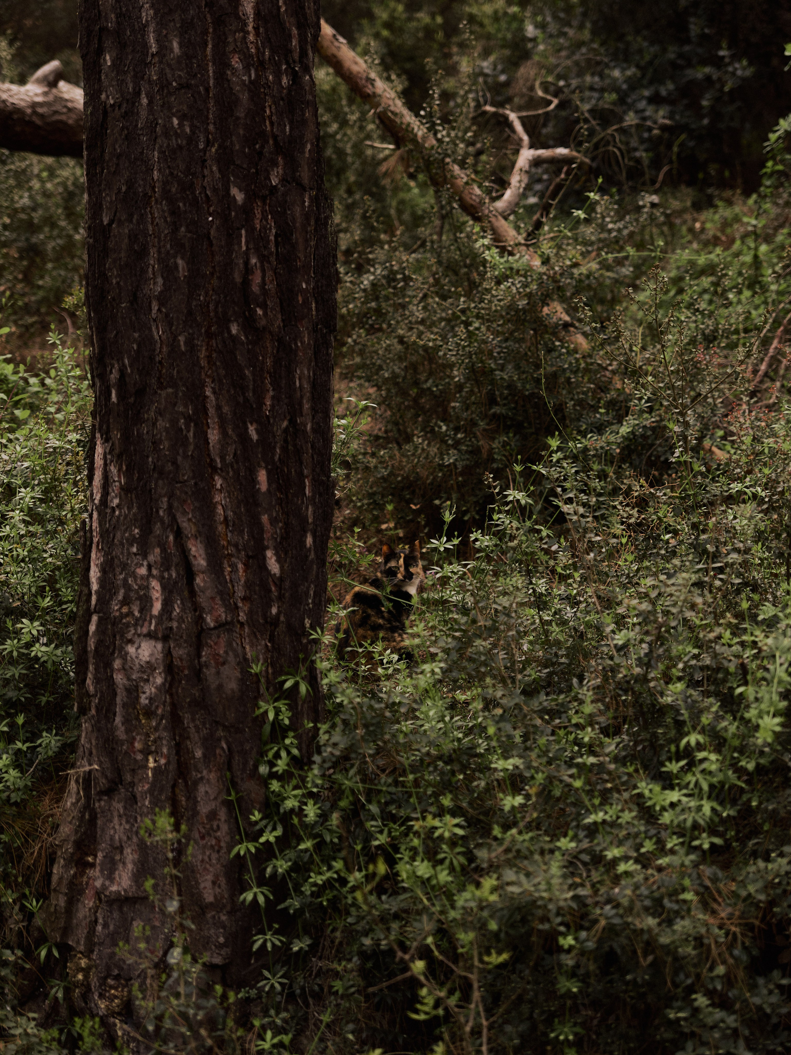 Природа. Jorgis Talè — photographer, kind person, teacher of arts and other mag