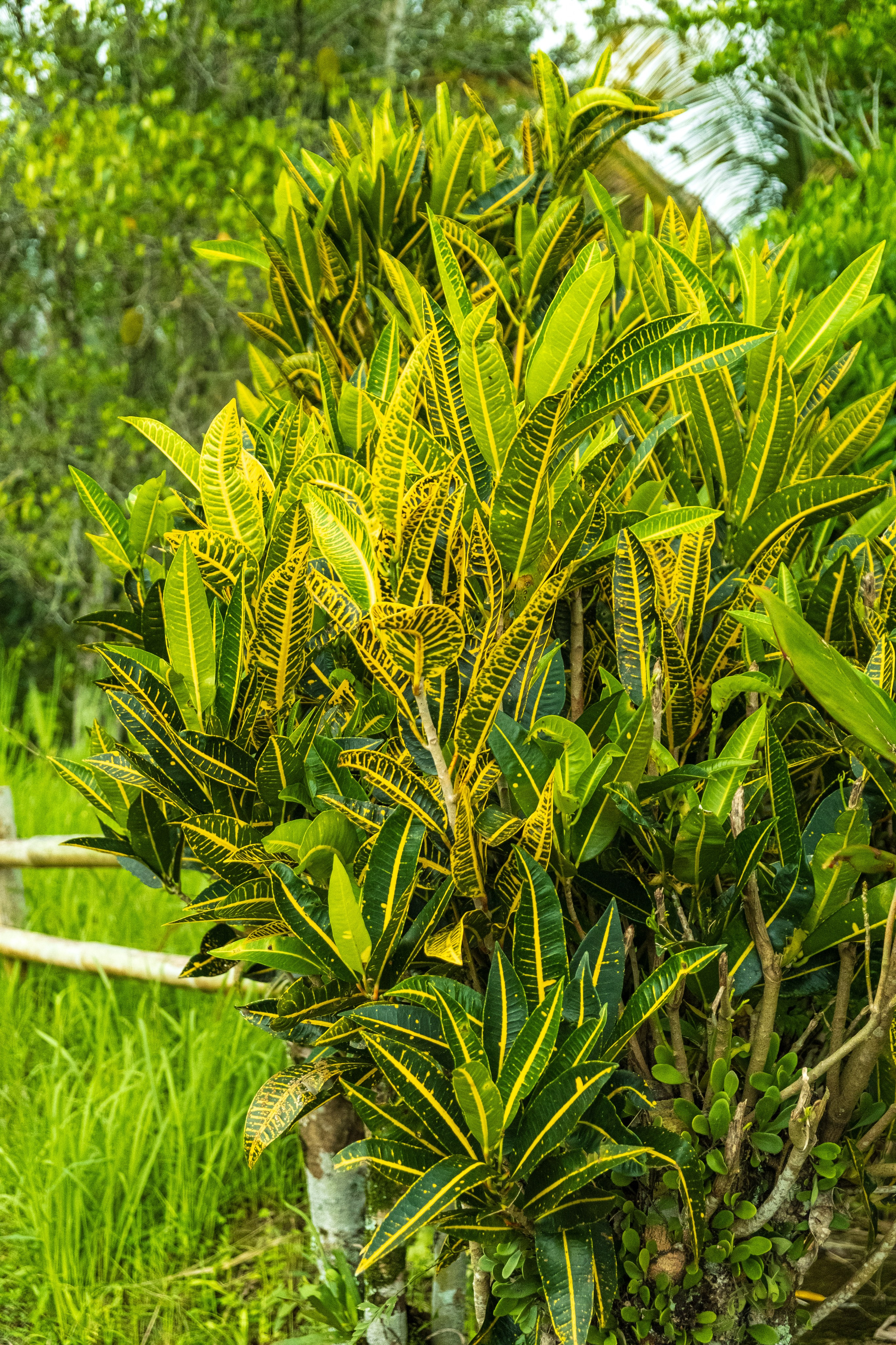 Остров Бали. Фотографии из путешествий