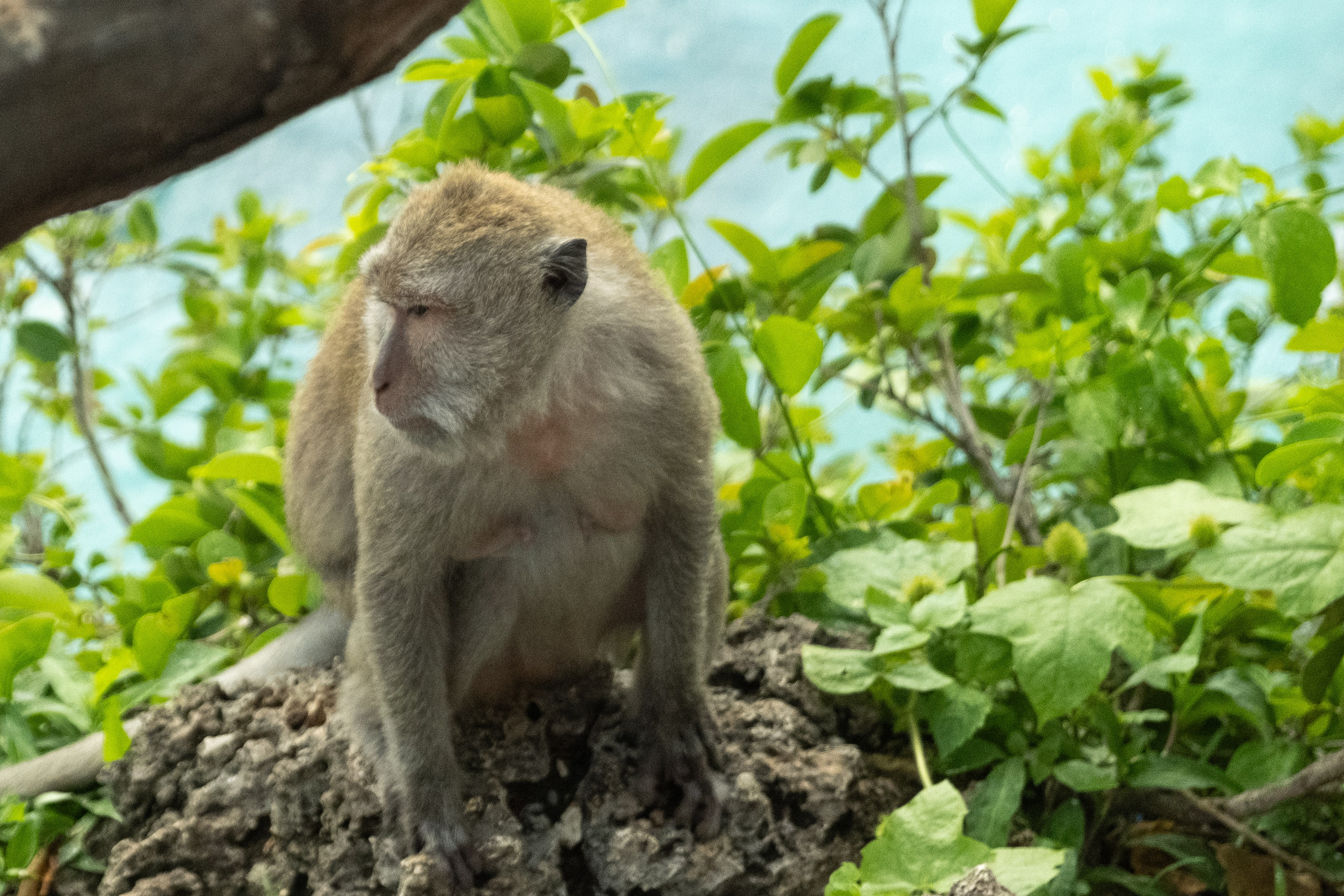 Остров Нуса Пенида. Фотографии из путешествий