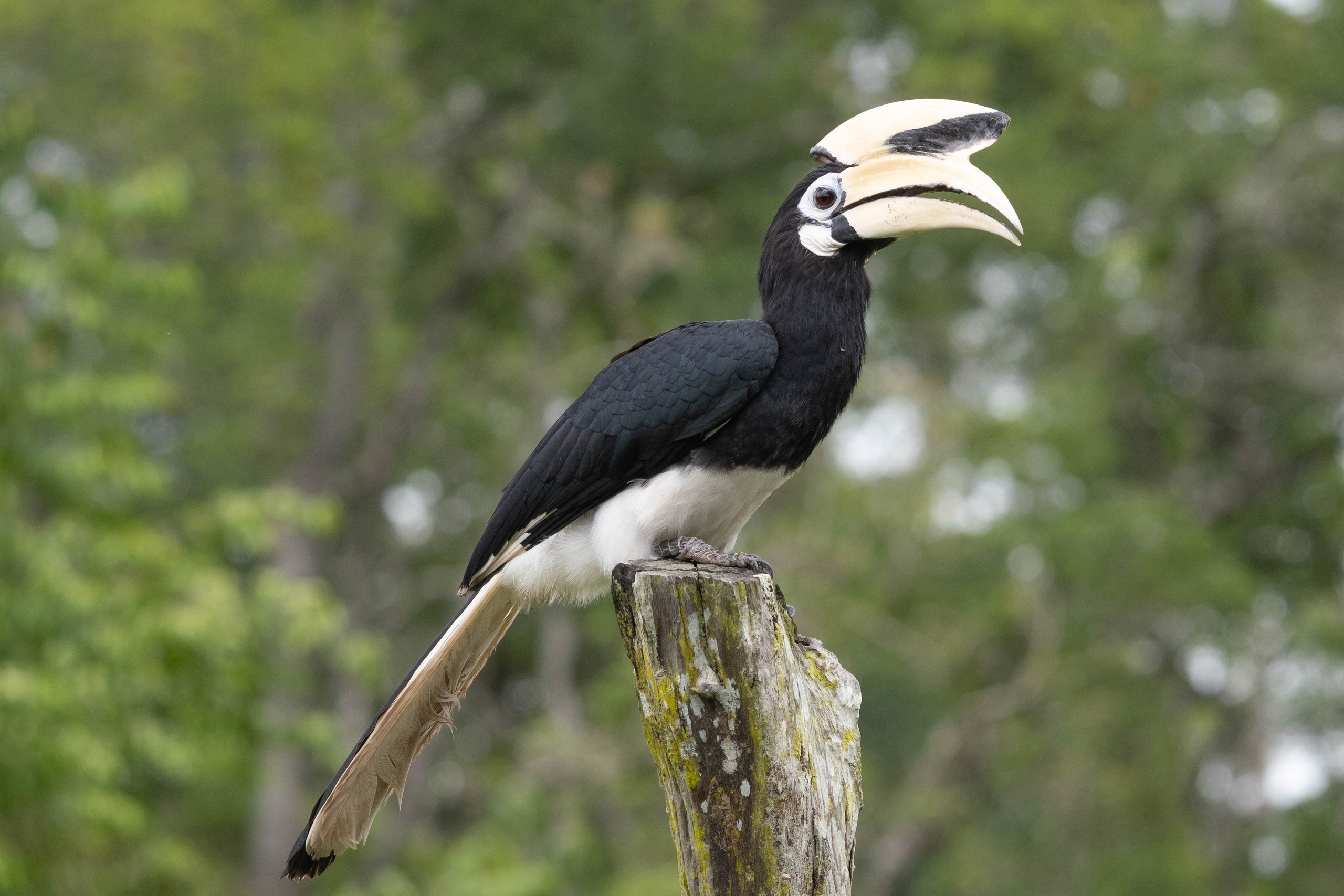 О. Борнео, г. Сандакан. В мире животных. Фотографии из путешествий