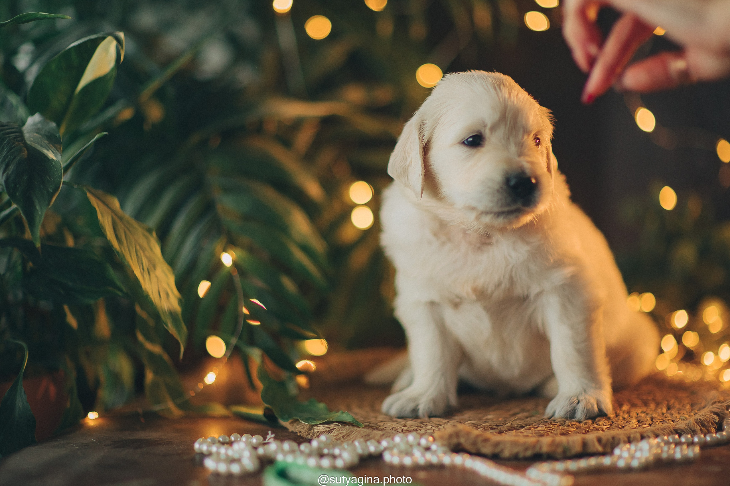 Зеленая лента. Свадебный и женский фотограф