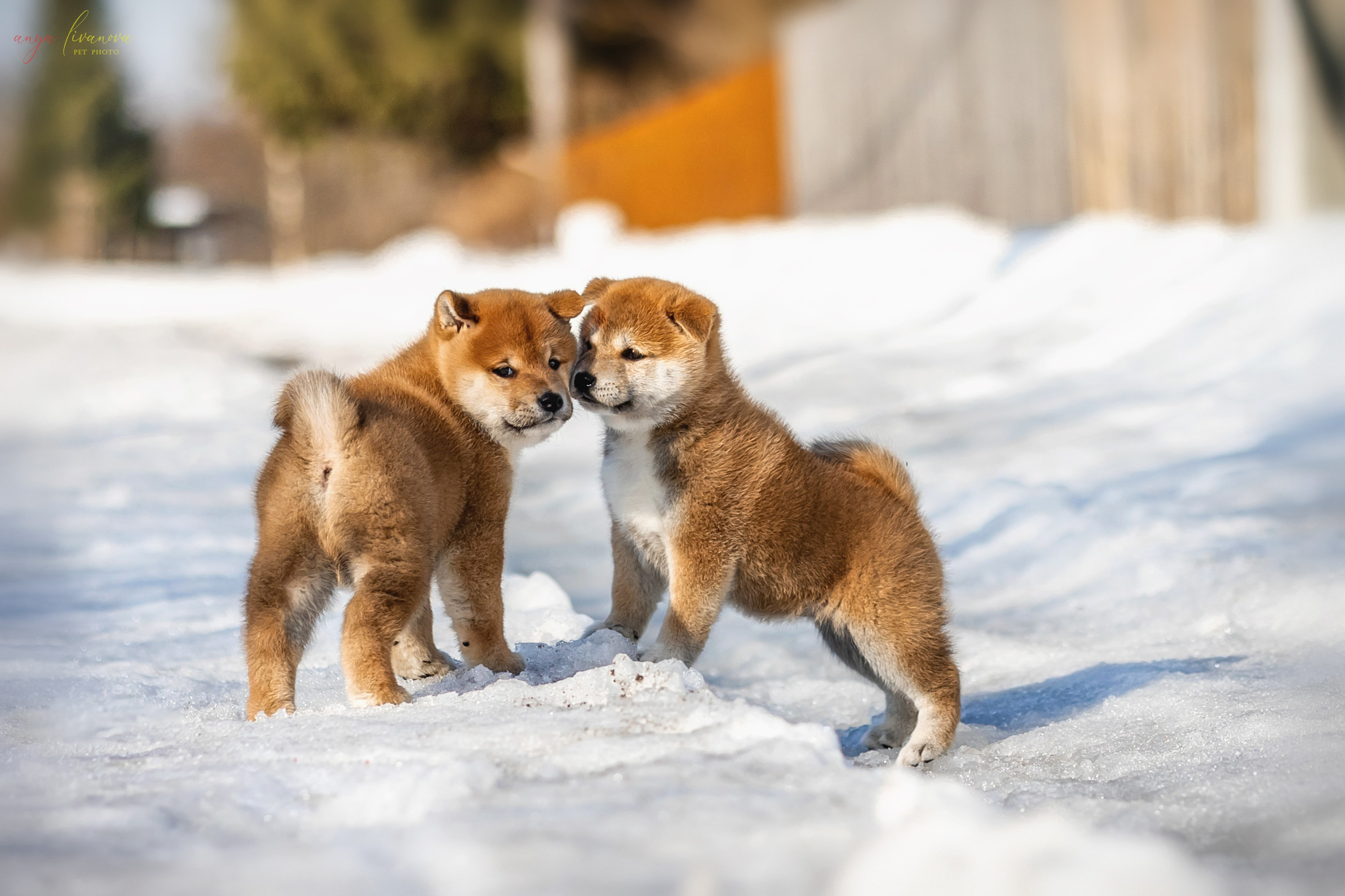 Сибы. Фотограф анималист Аня Ливанова | Рыбинск