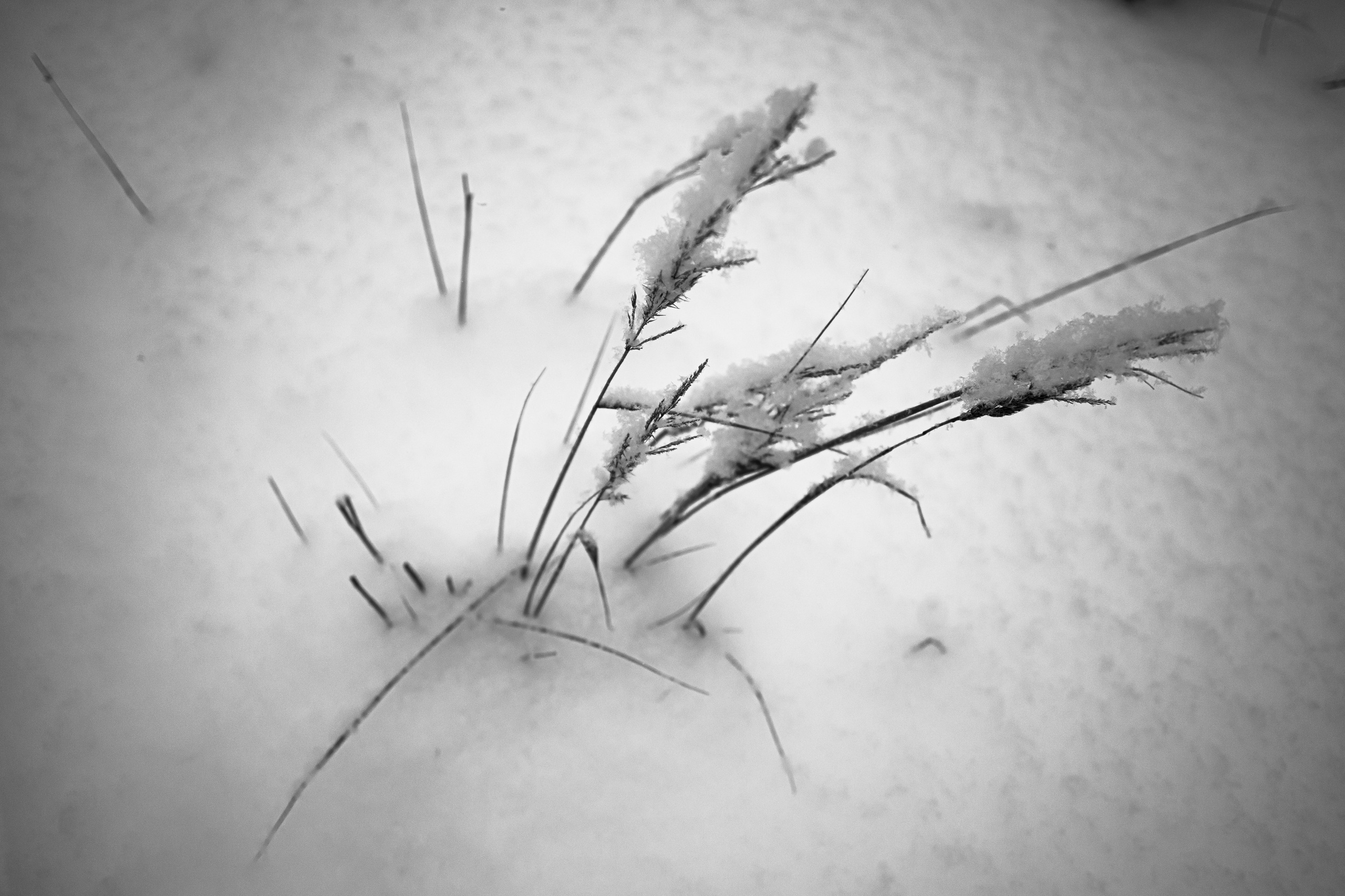 Landscape, nature, plants, details of the world around us. Personal website of photographer Dmitry Raikin