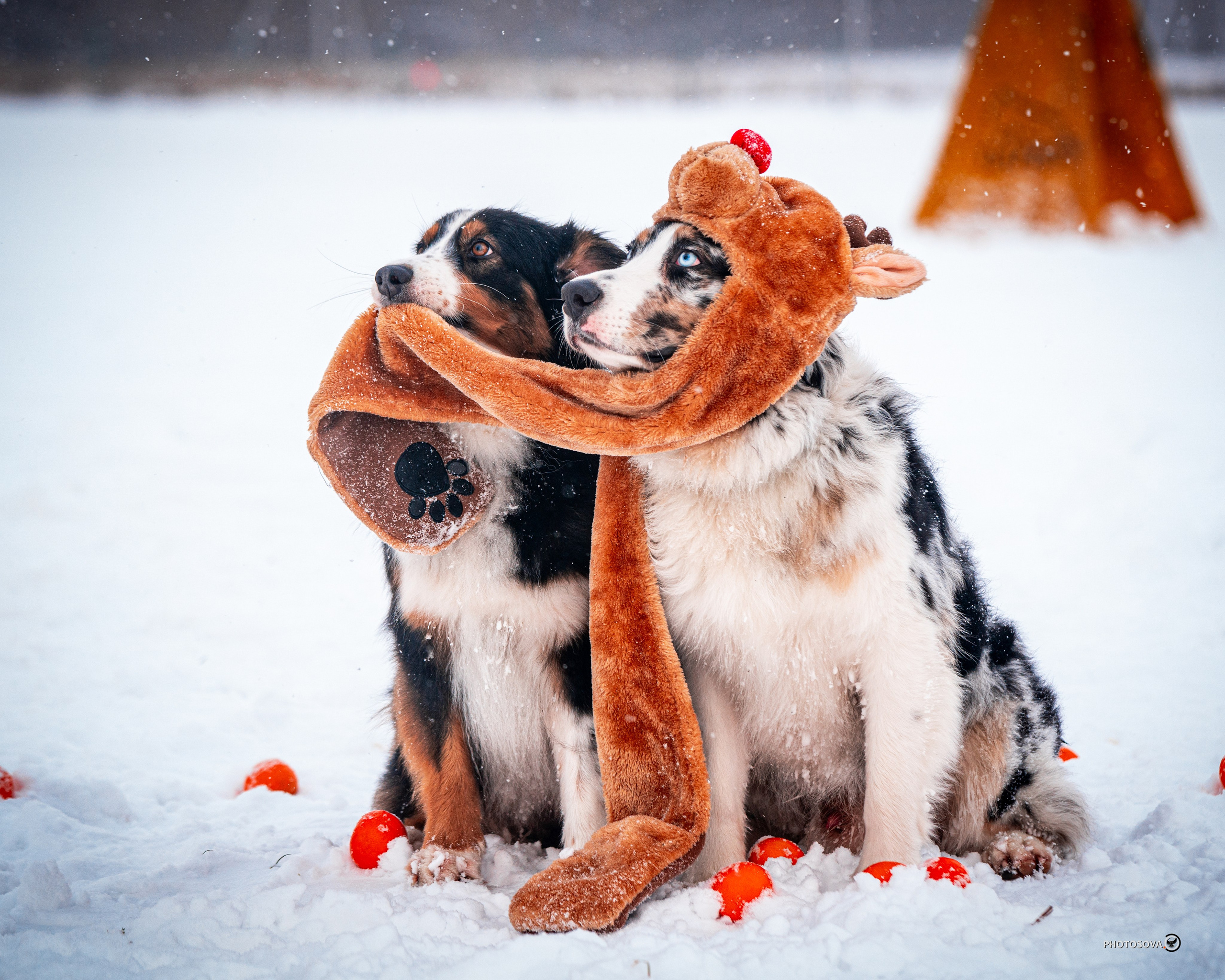 ФОТОПАМЯТЬ ВАШИХ ЭМОЦИЙ. Фотограф-анималист, семейный фотограф в Москве и Подмосковье. Фотосъёмка кинологических дисциплин