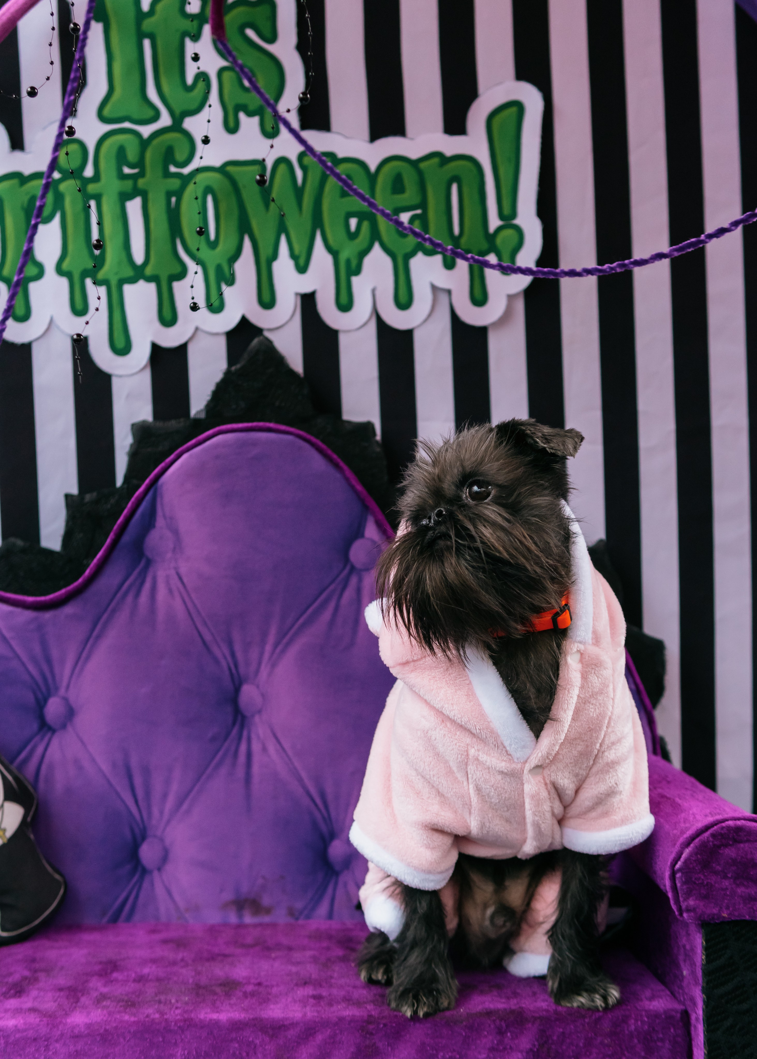 Тематическая встреча породников «Griffween». Фотограф-анималист Ксения Воробьева, Москва