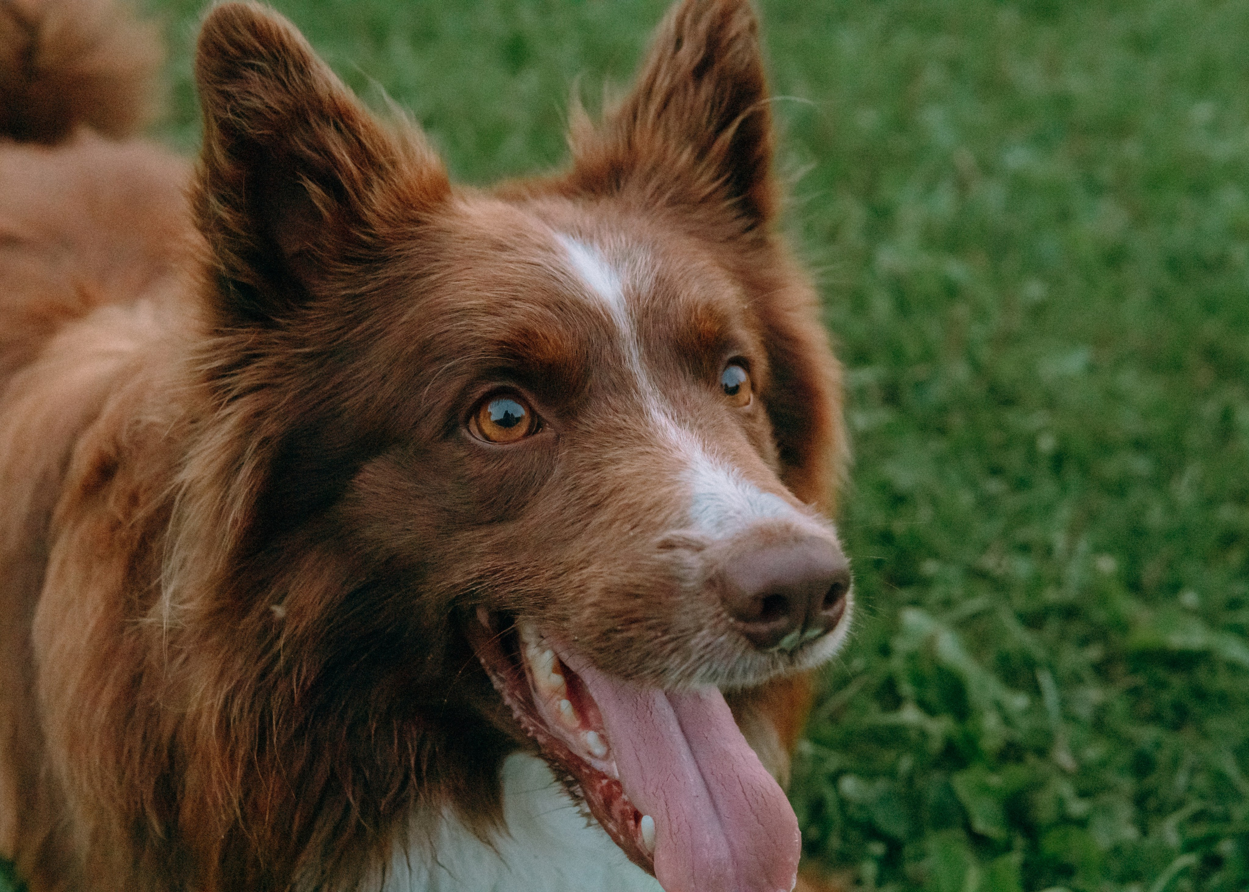 Виолетта, Лила и Питер. Фотограф-анималист Ксения Воробьева, Москва