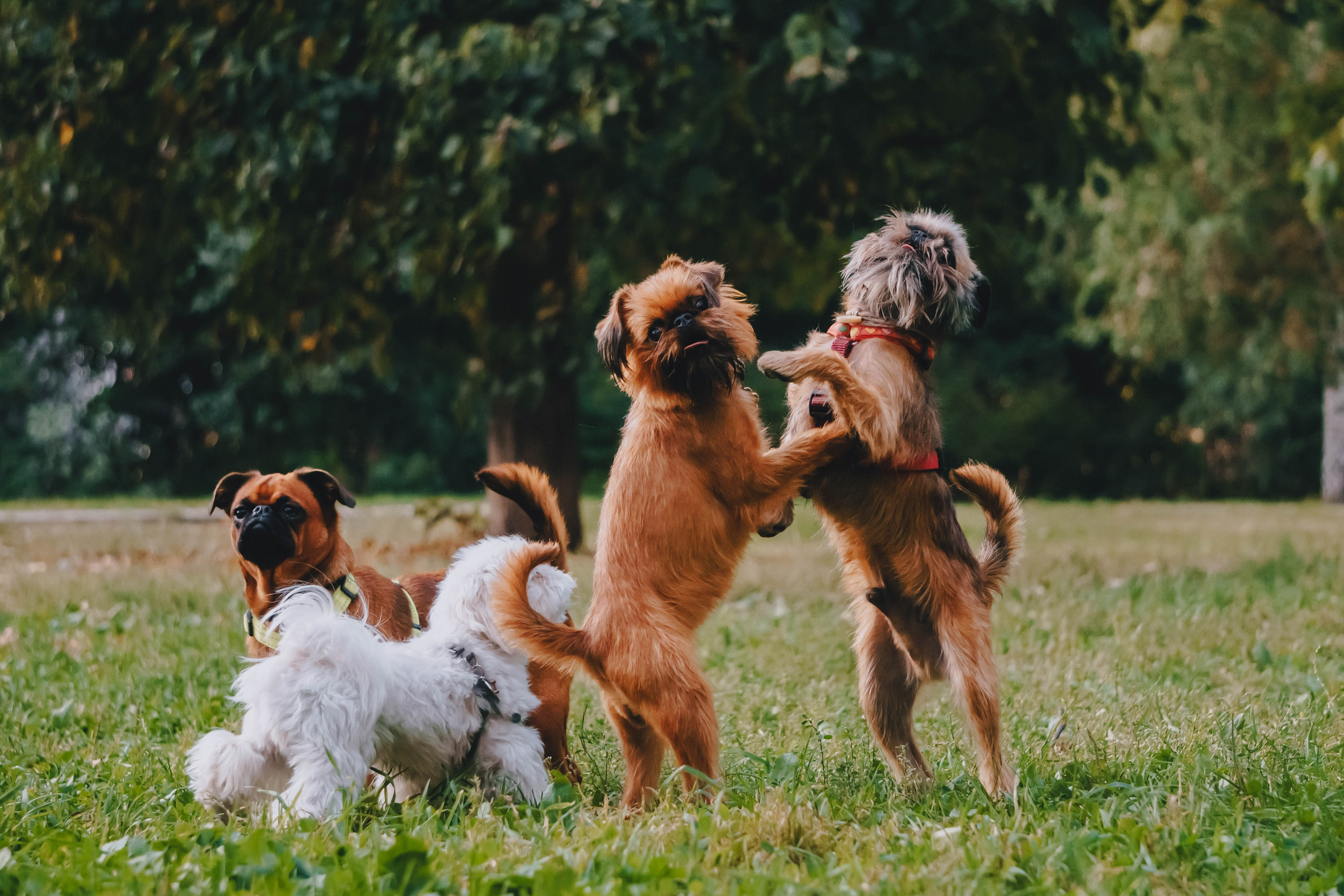 Мини-туса гриффоны и брабансоны. Фотограф-анималист Ксения Воробьева, Москва