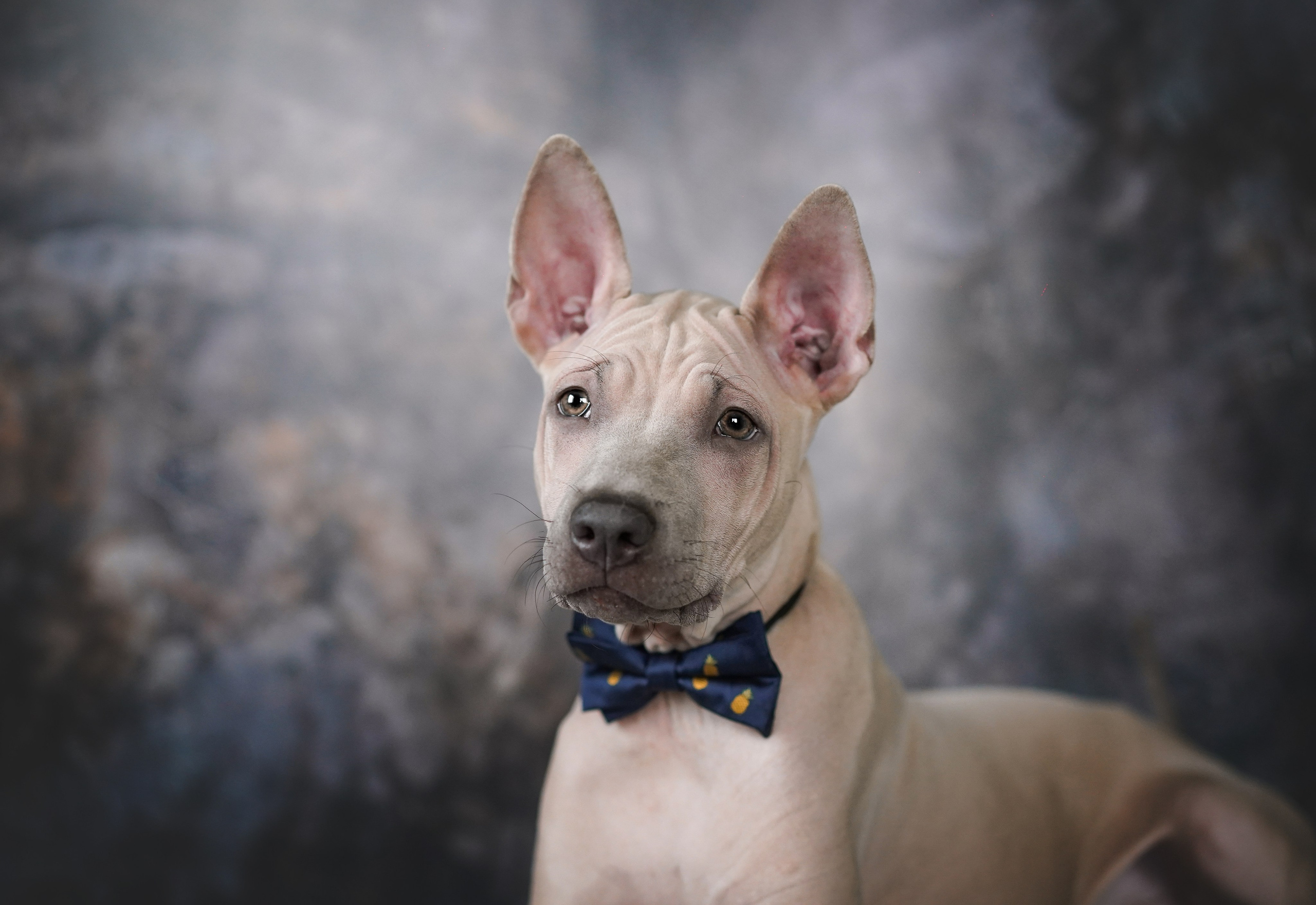 Щенки тайского риджбека. Фотограф-анималист в Санкт-Петербурге Яна Мартынова