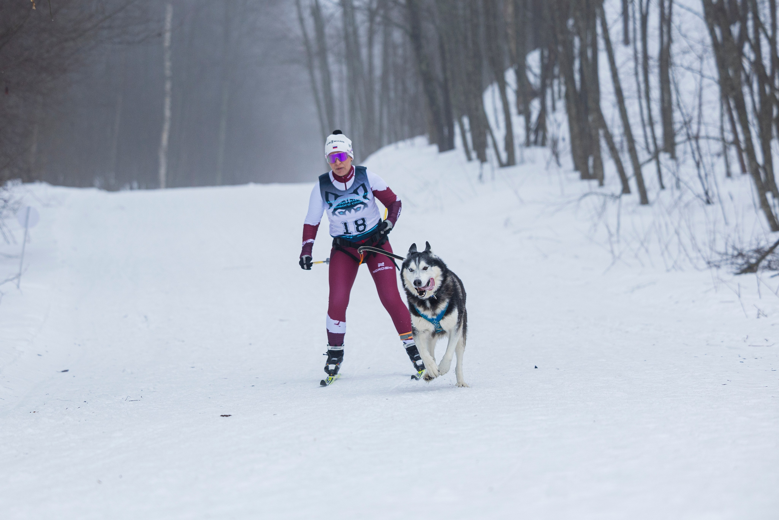 Зимний Чемпионат Санкт-Петербурга по ездовому спорту. Фотограф-анималист Анна Маринич
