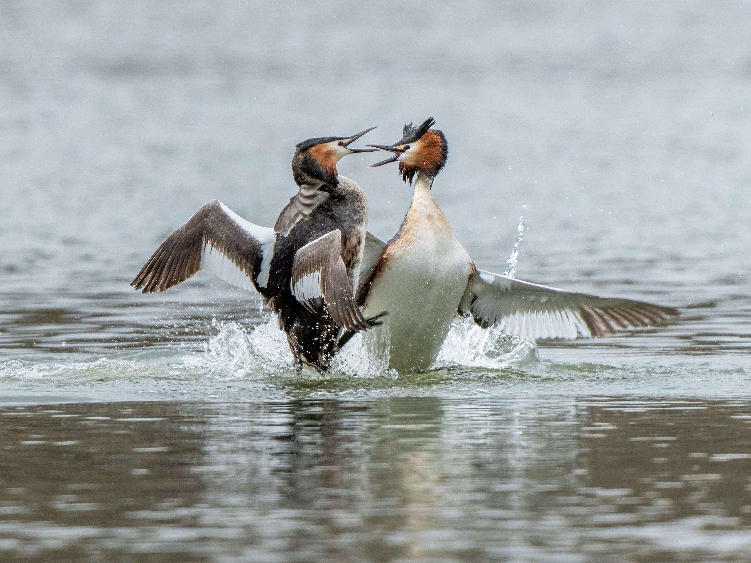Анималистика. Константин Дем | Фотограф