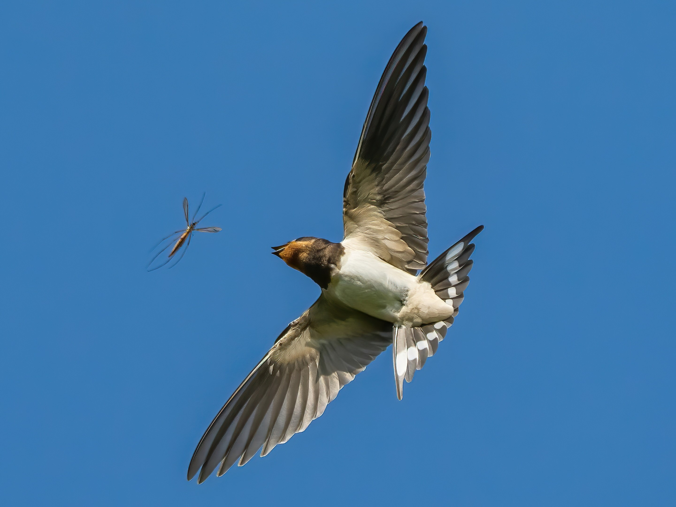 Анималистика. Константин Дем | Фотограф
