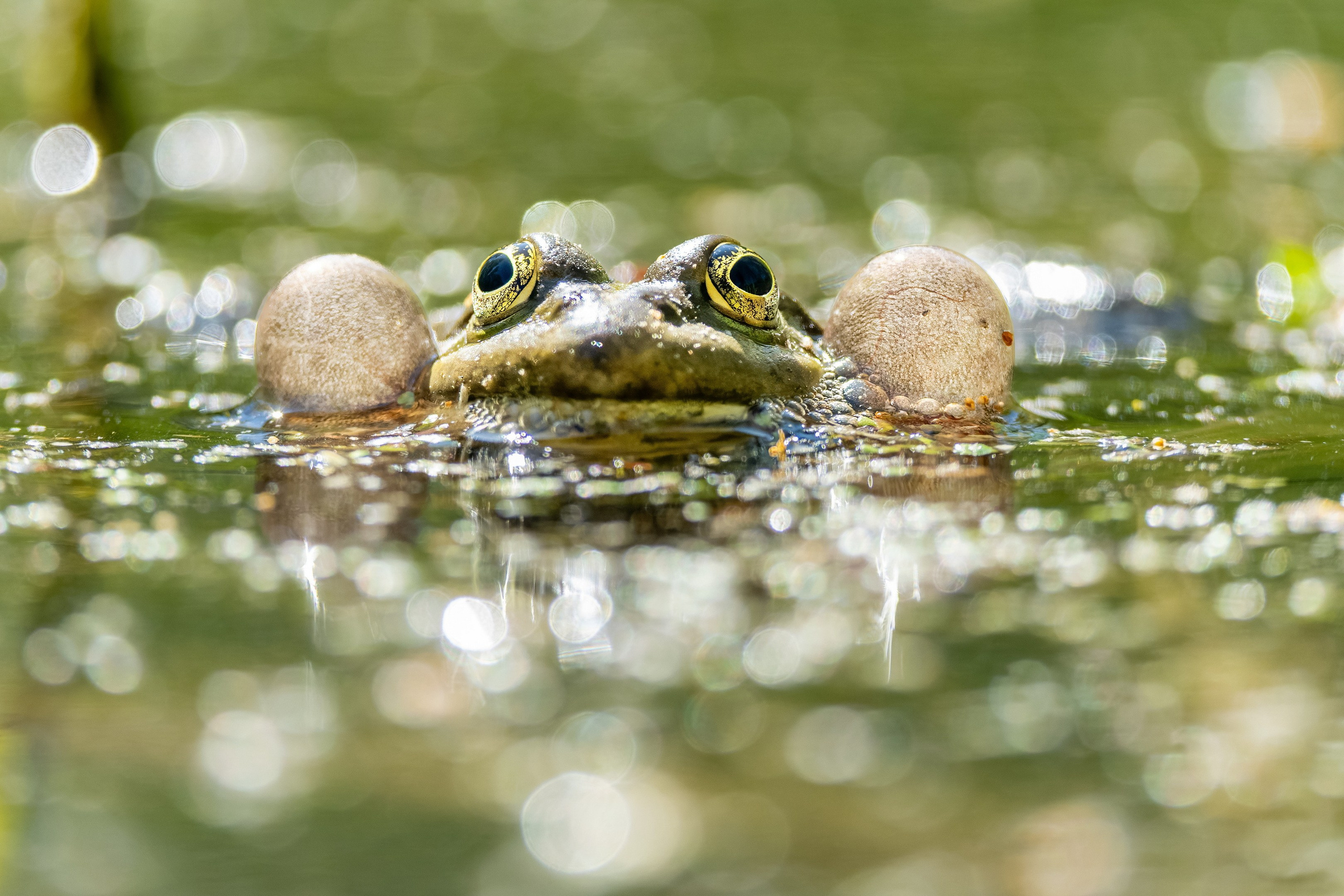 Анималистика. Константин Дем | Фотограф
