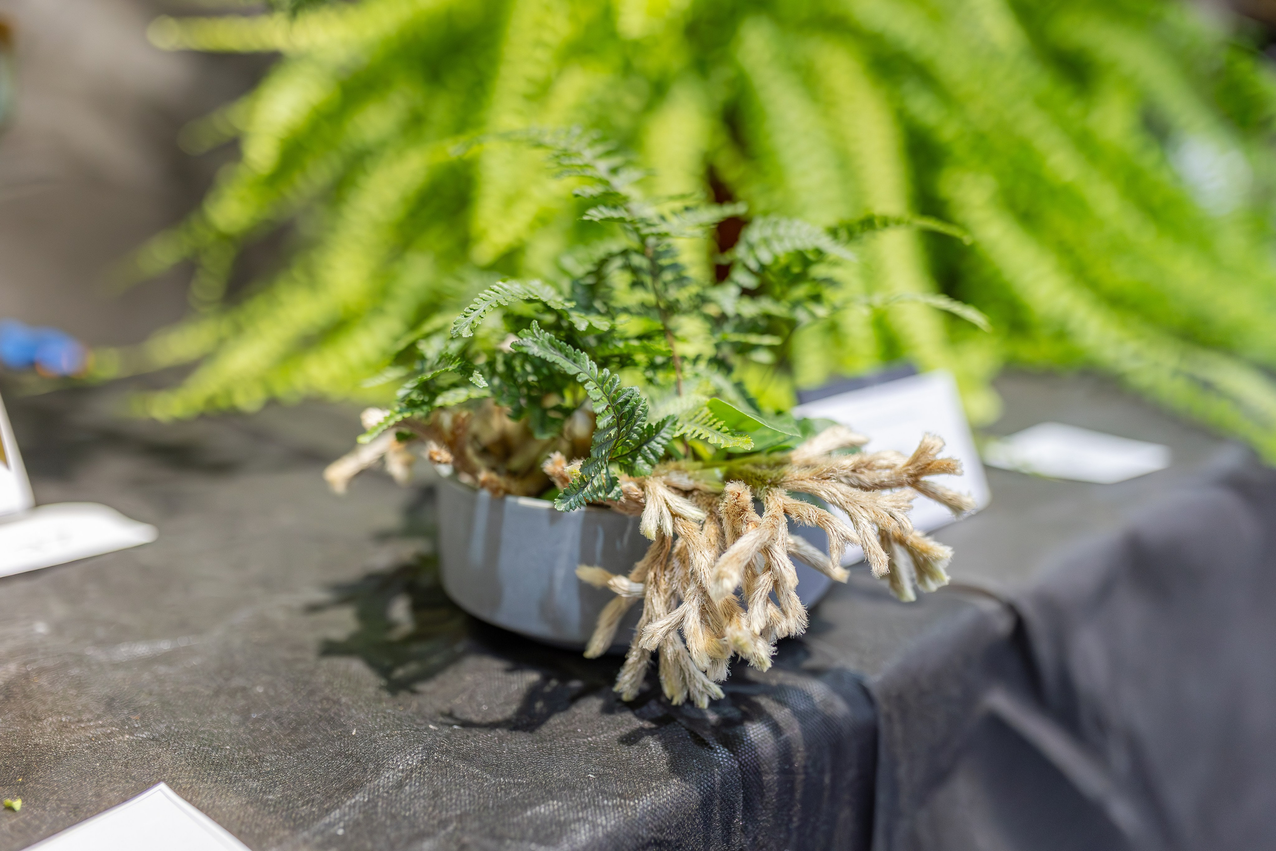 Монстериум апрель 2026. Александра Куликова фотограф, Москва