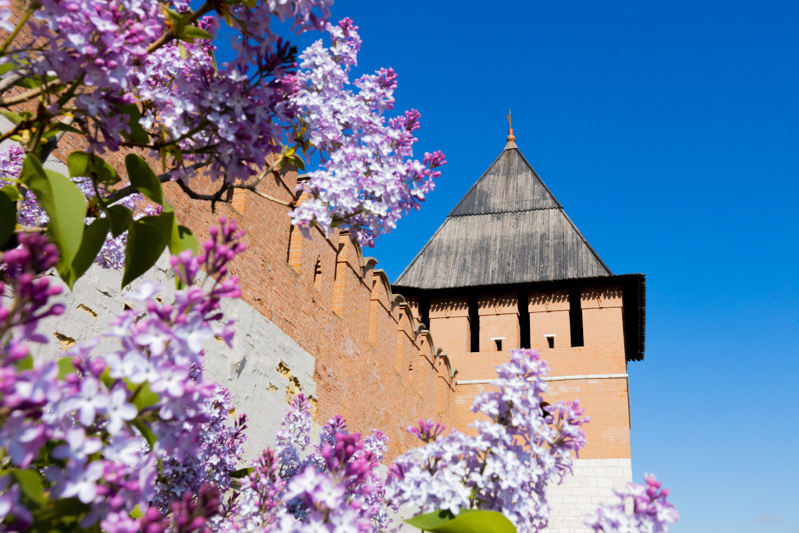 Весеннее цветение в Туле. Фотограф в Туле Крупский АнДРей. Фотостудия «КАДР71» в Туле